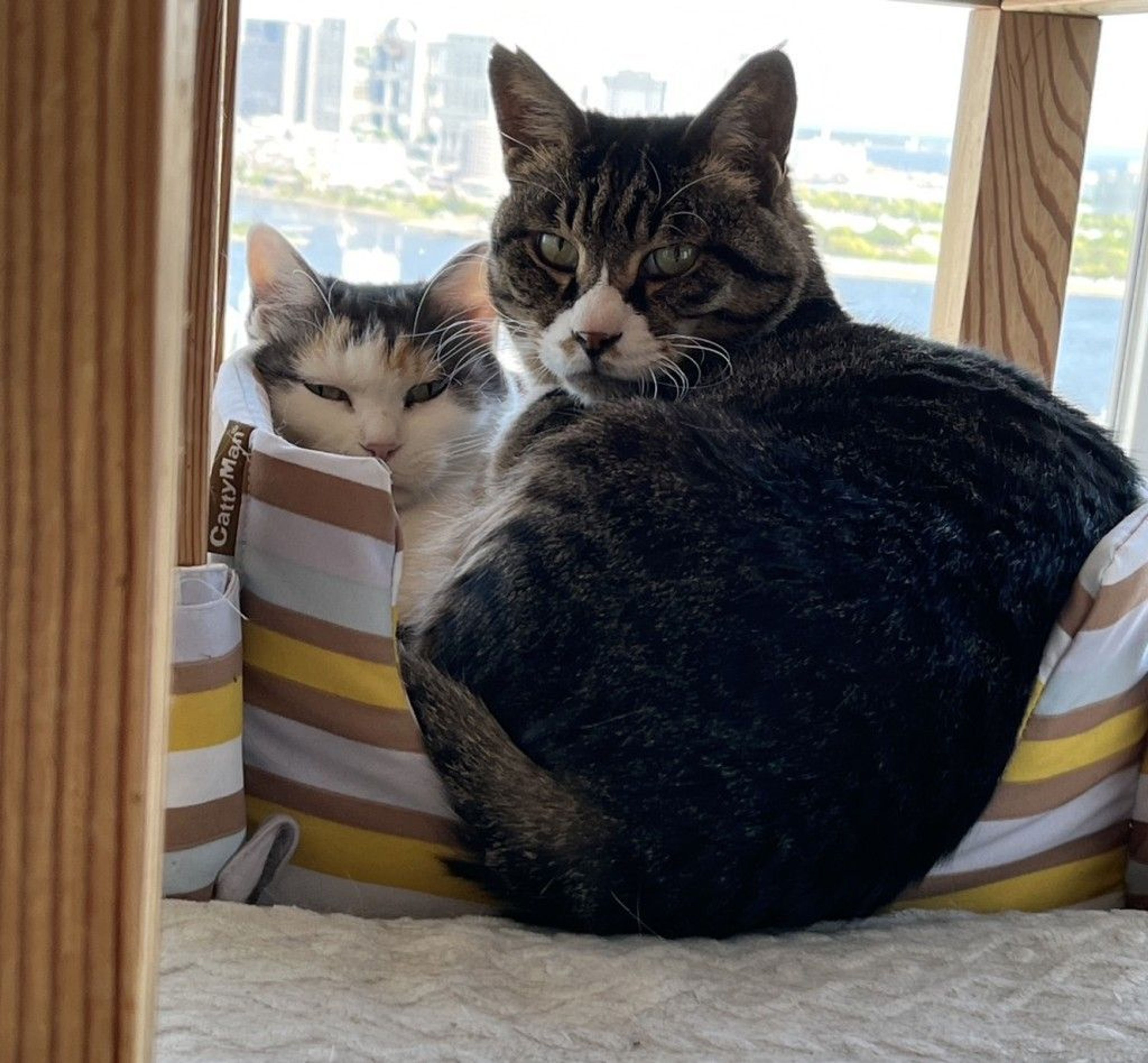 pet-image-8