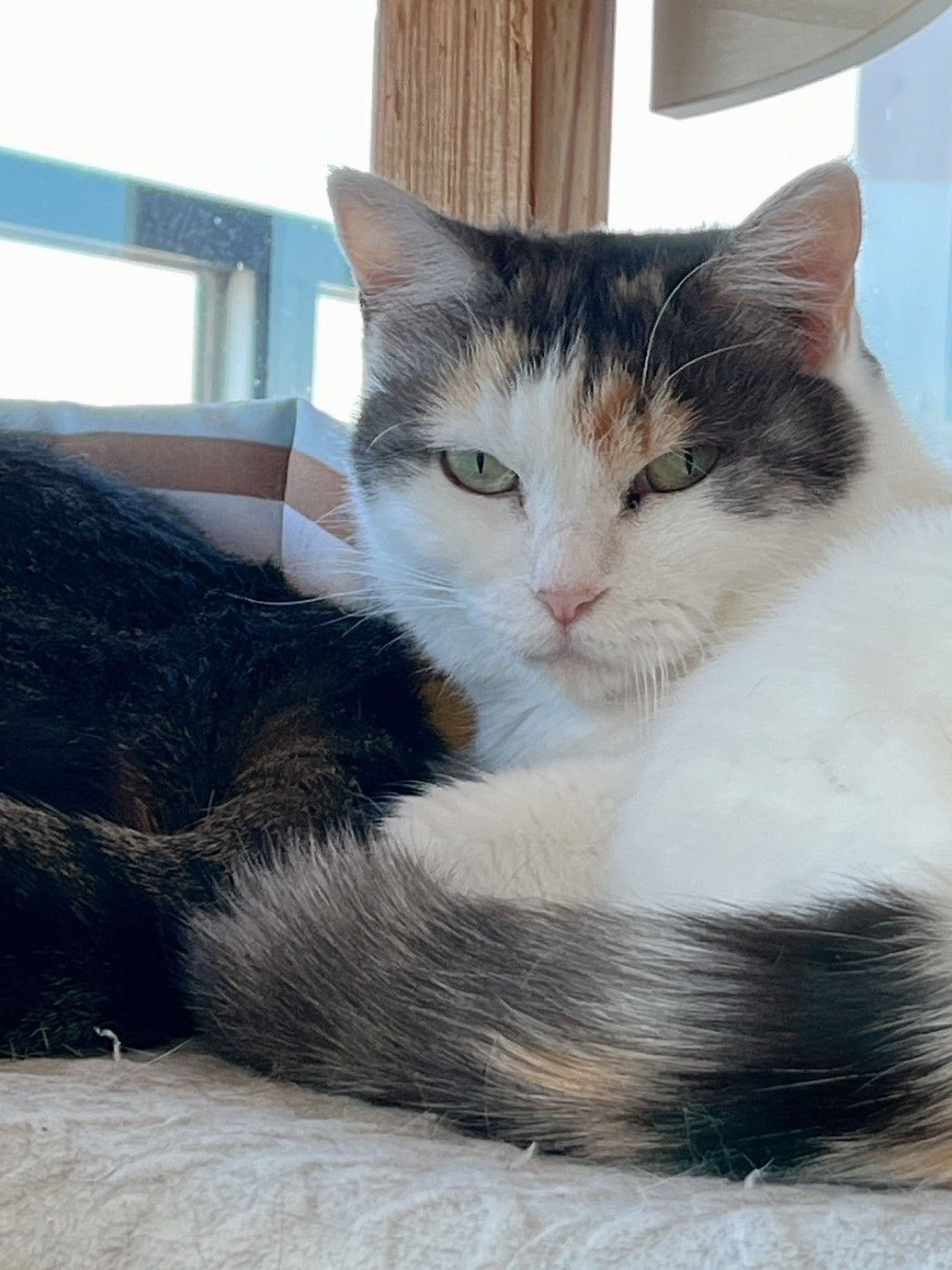 pet-image-9