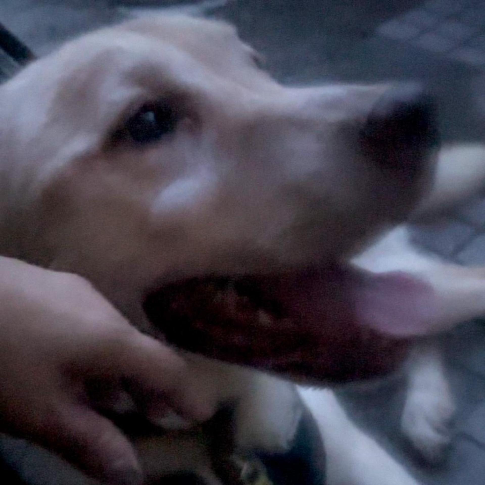pet-image-8