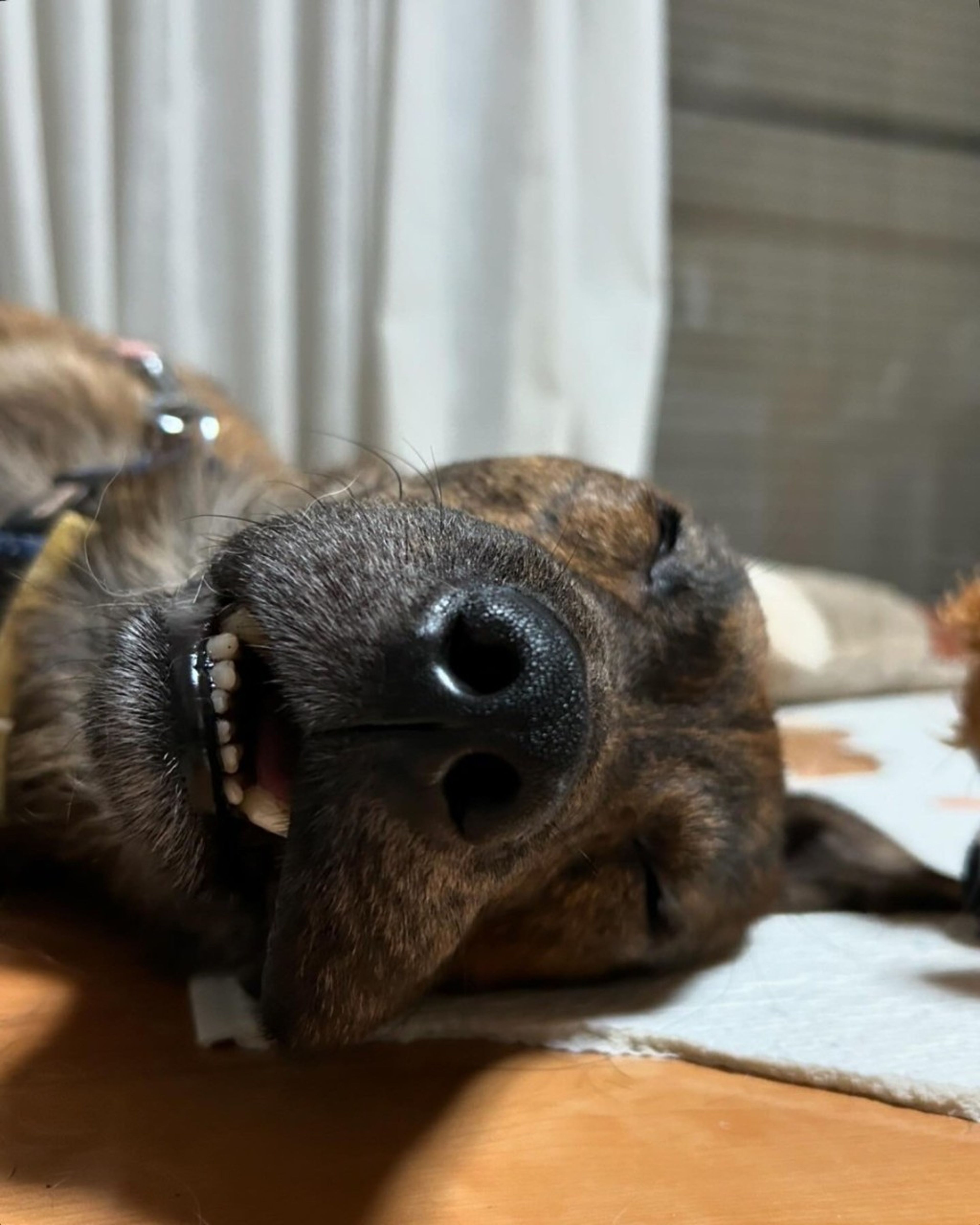 pet-image-8