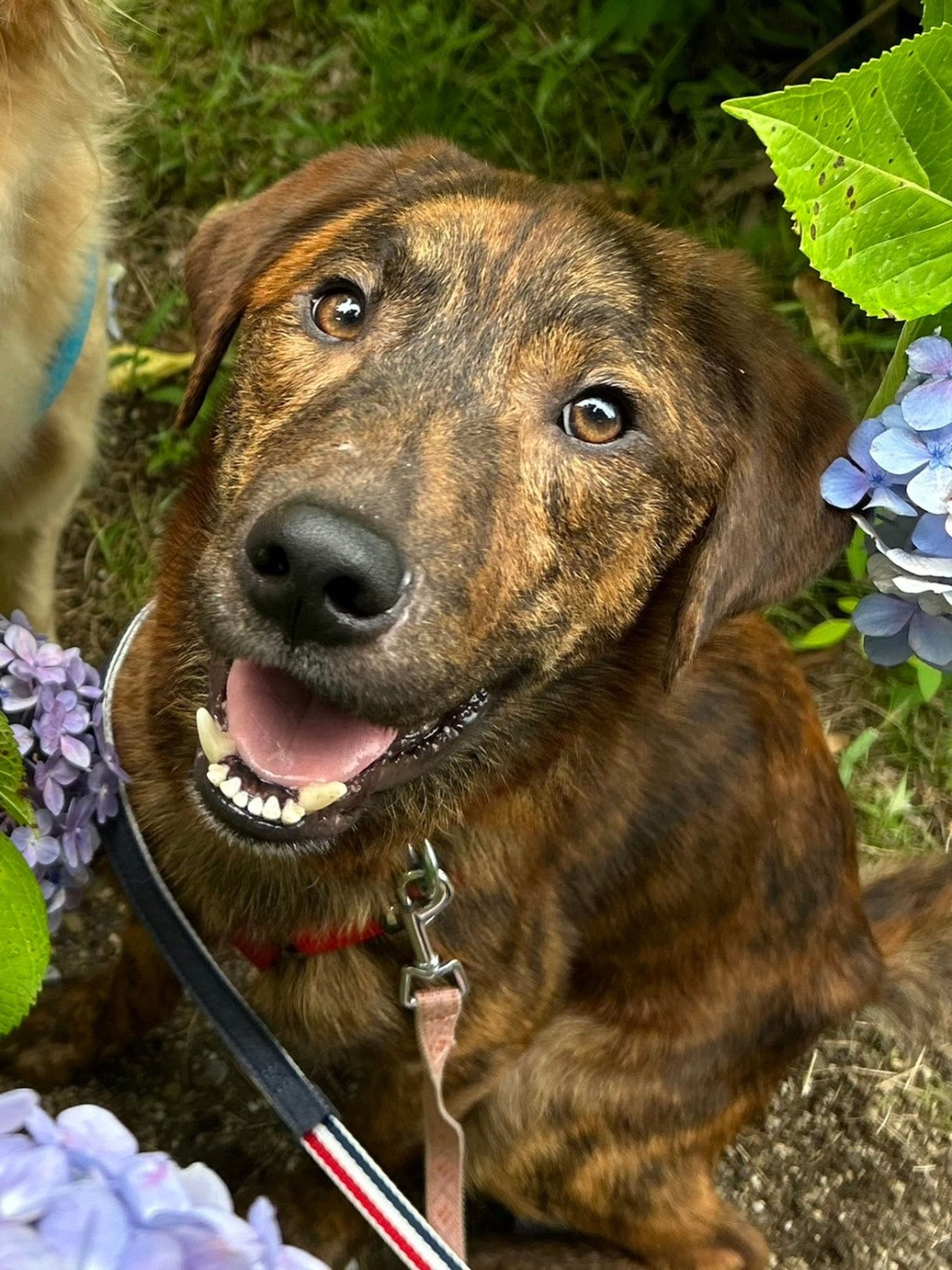 pet-image-2