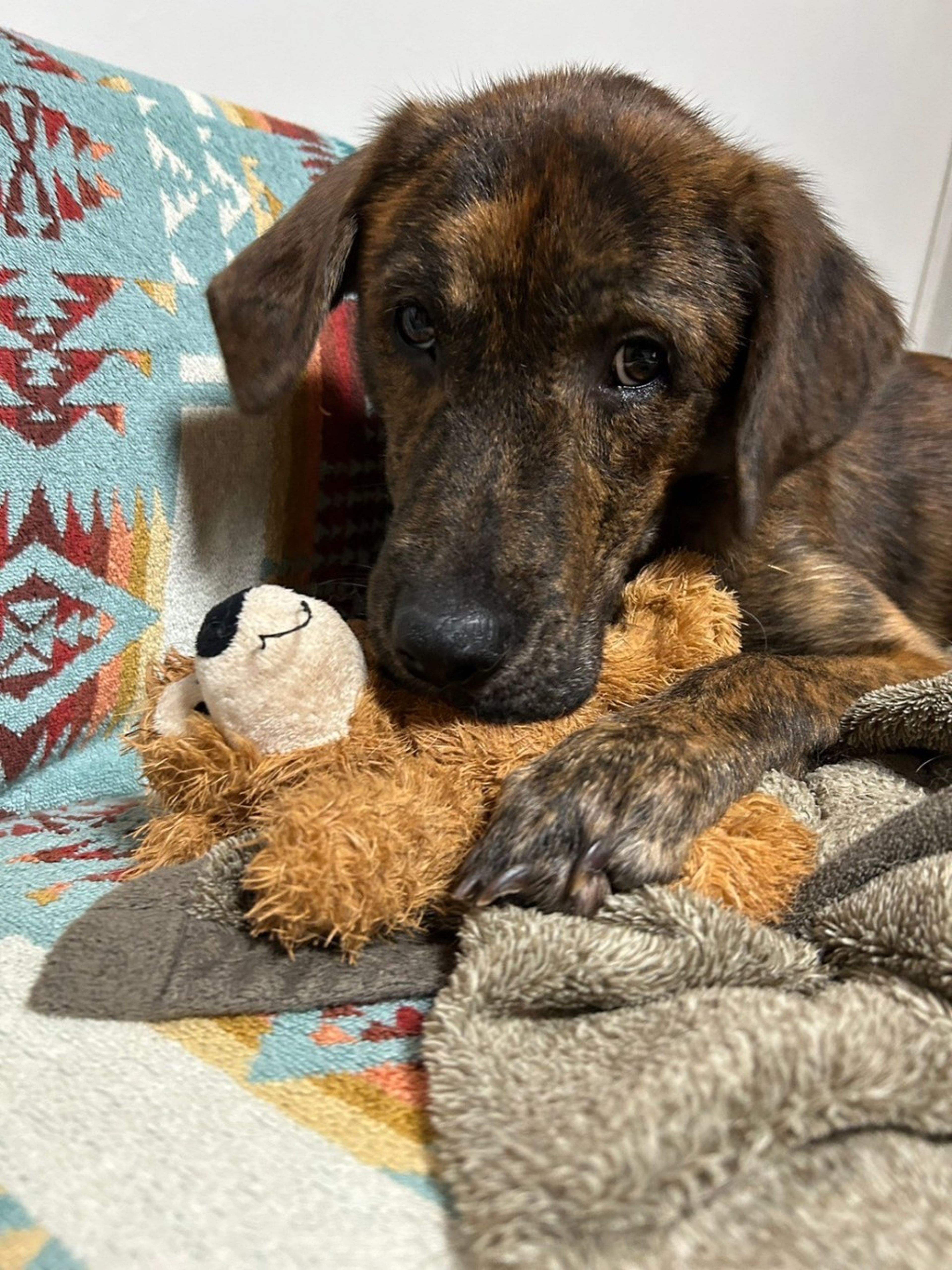 pet-image-7