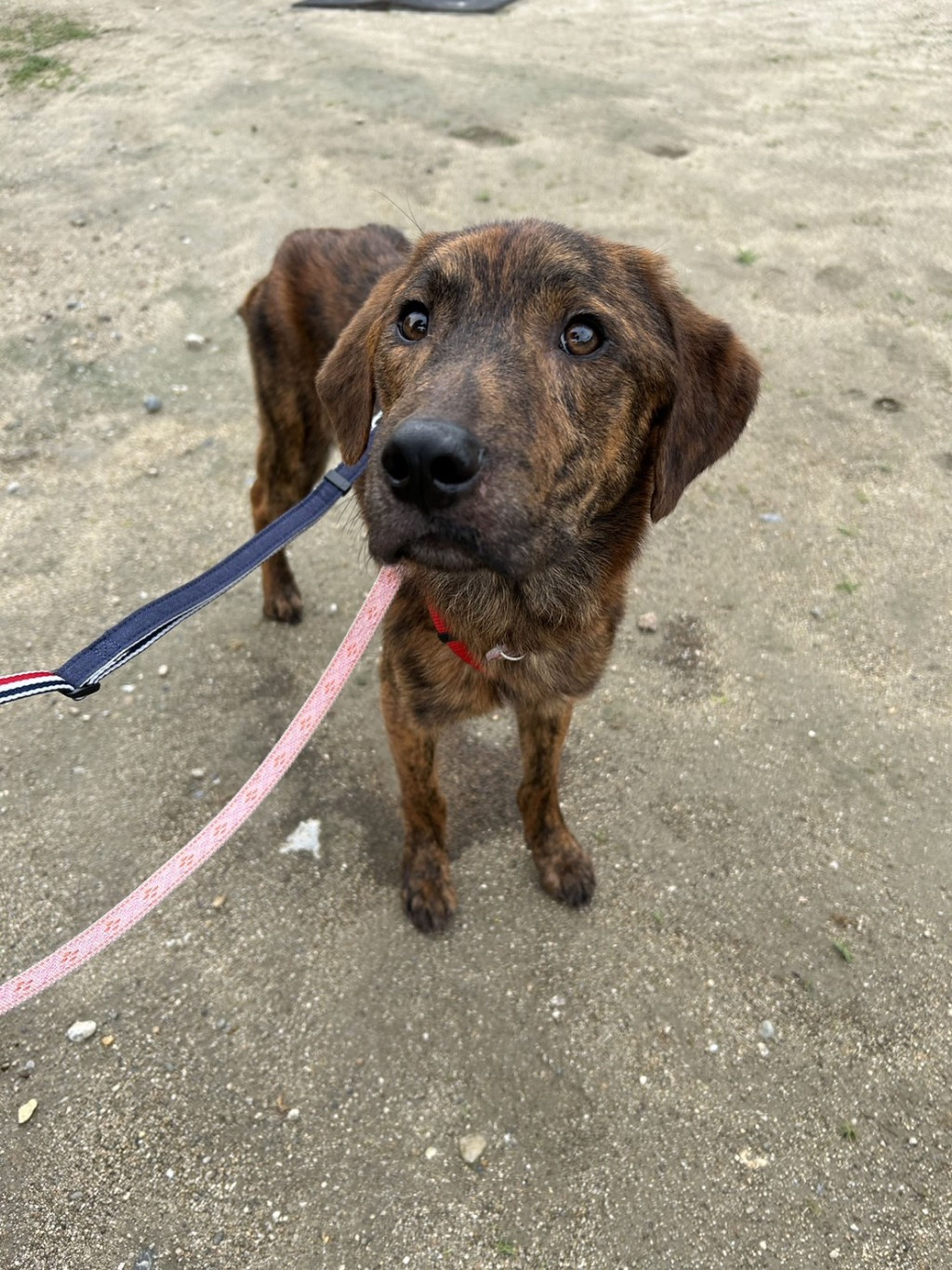 雑種（ミックス犬）・オスの里親募集の写真