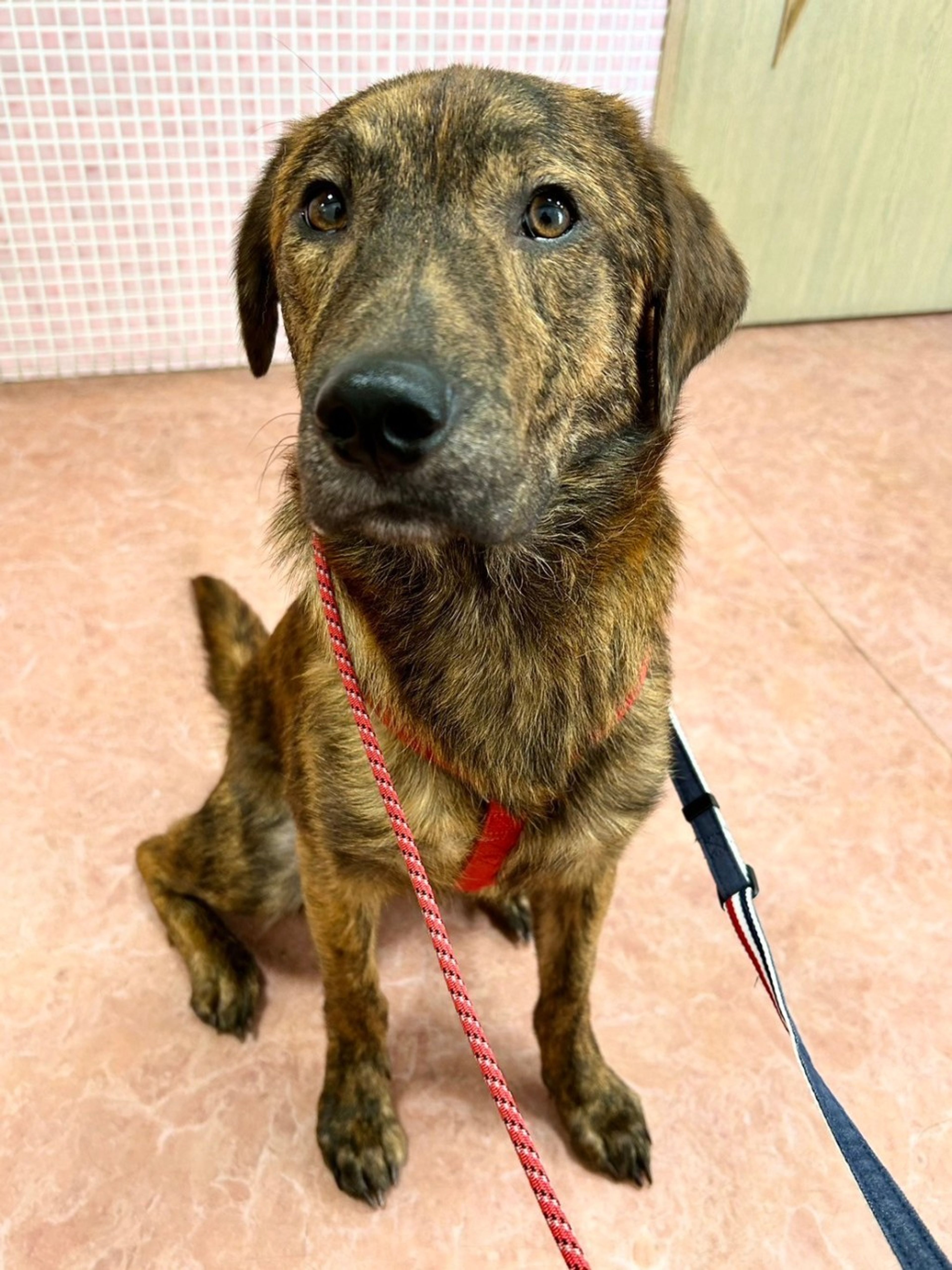 pet-image-6