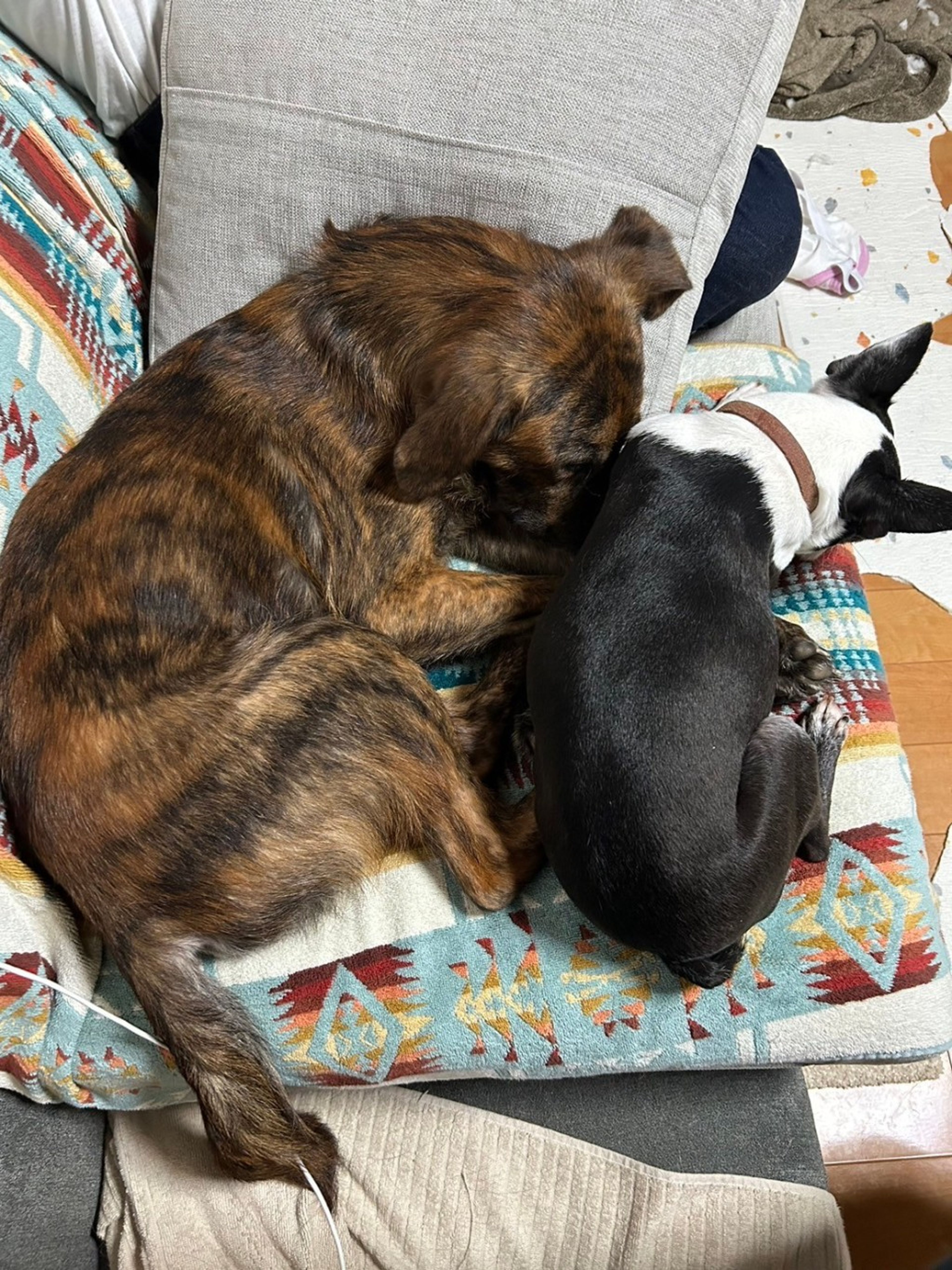 pet-image-9