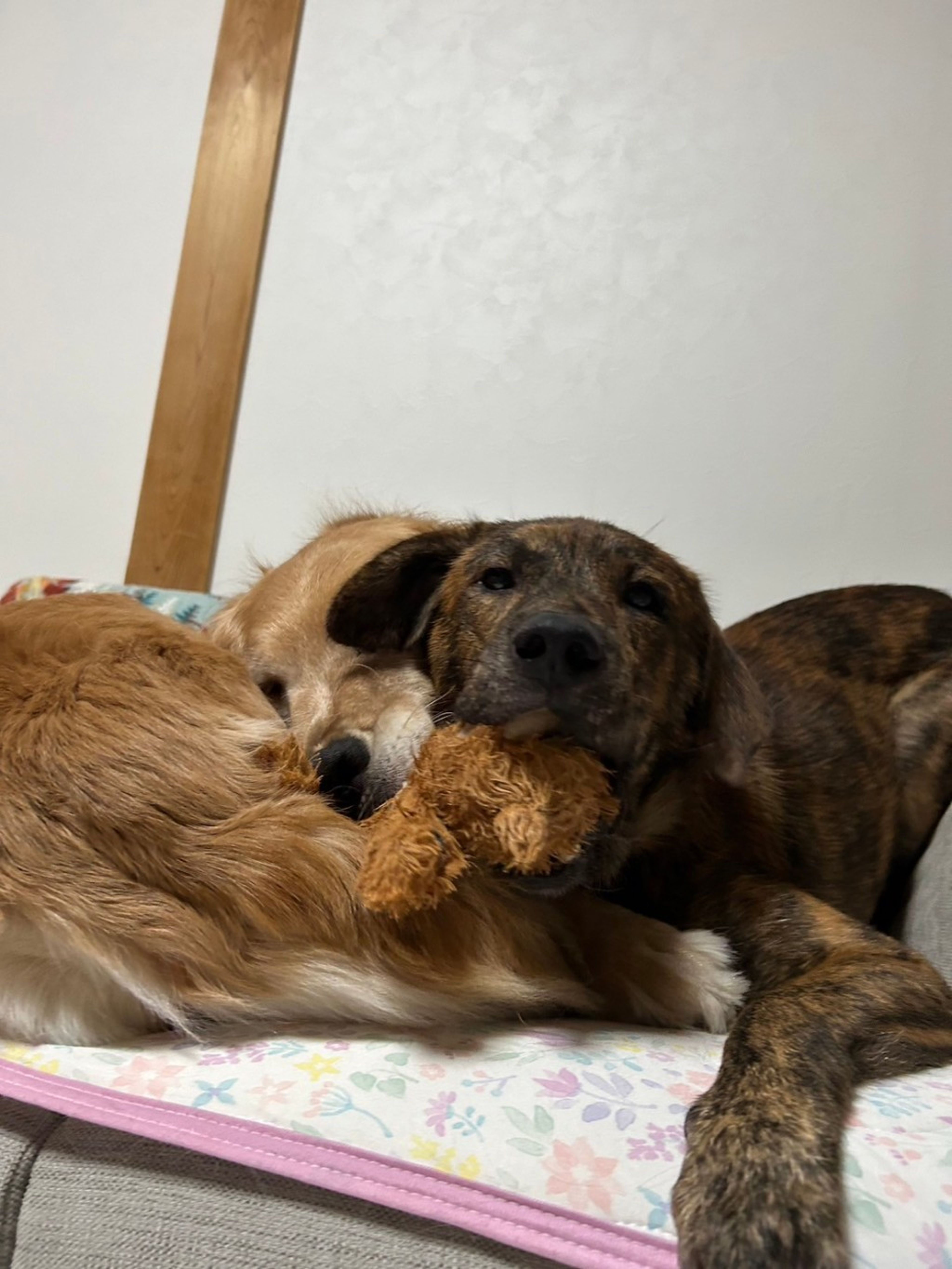 pet-image-10