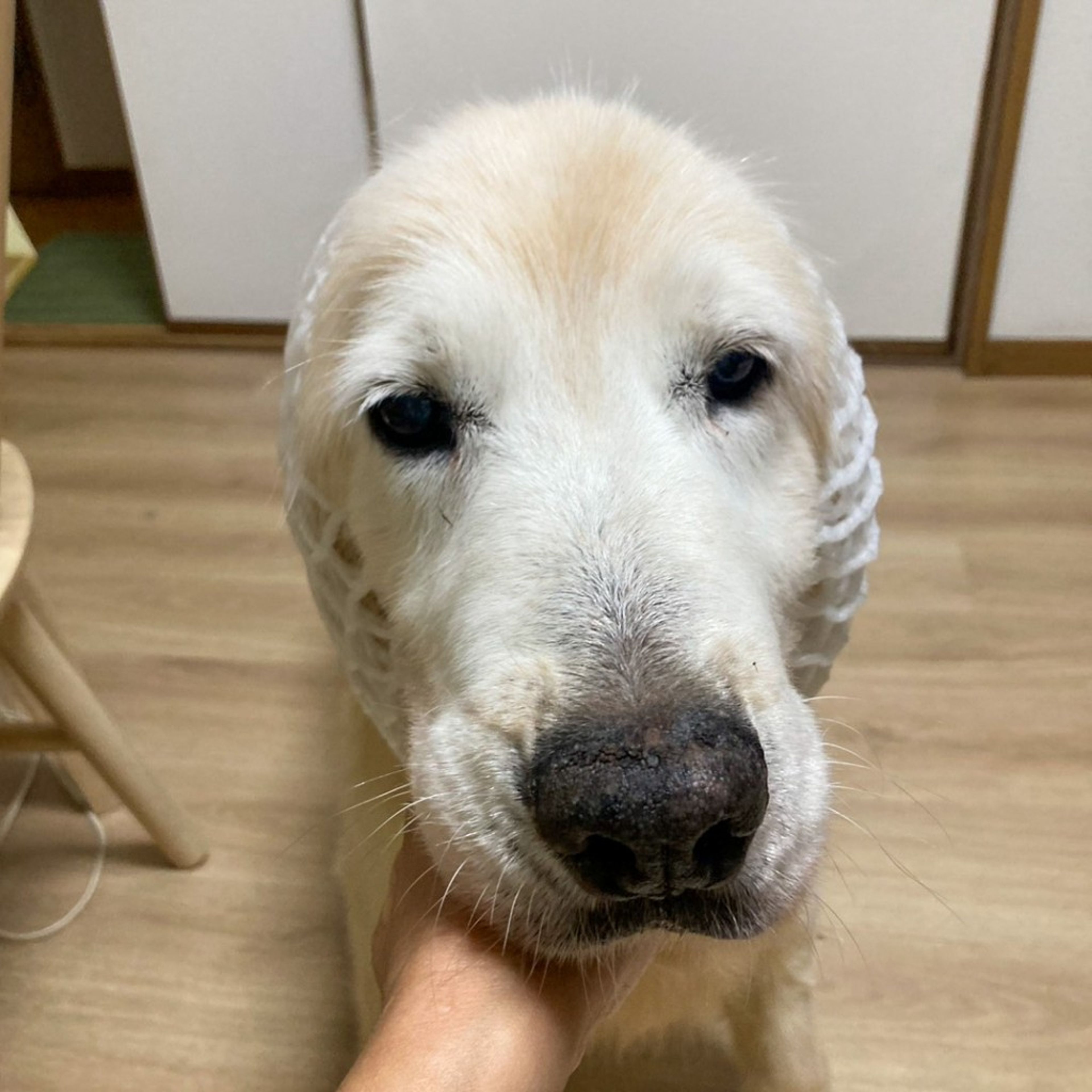 pet-image-4