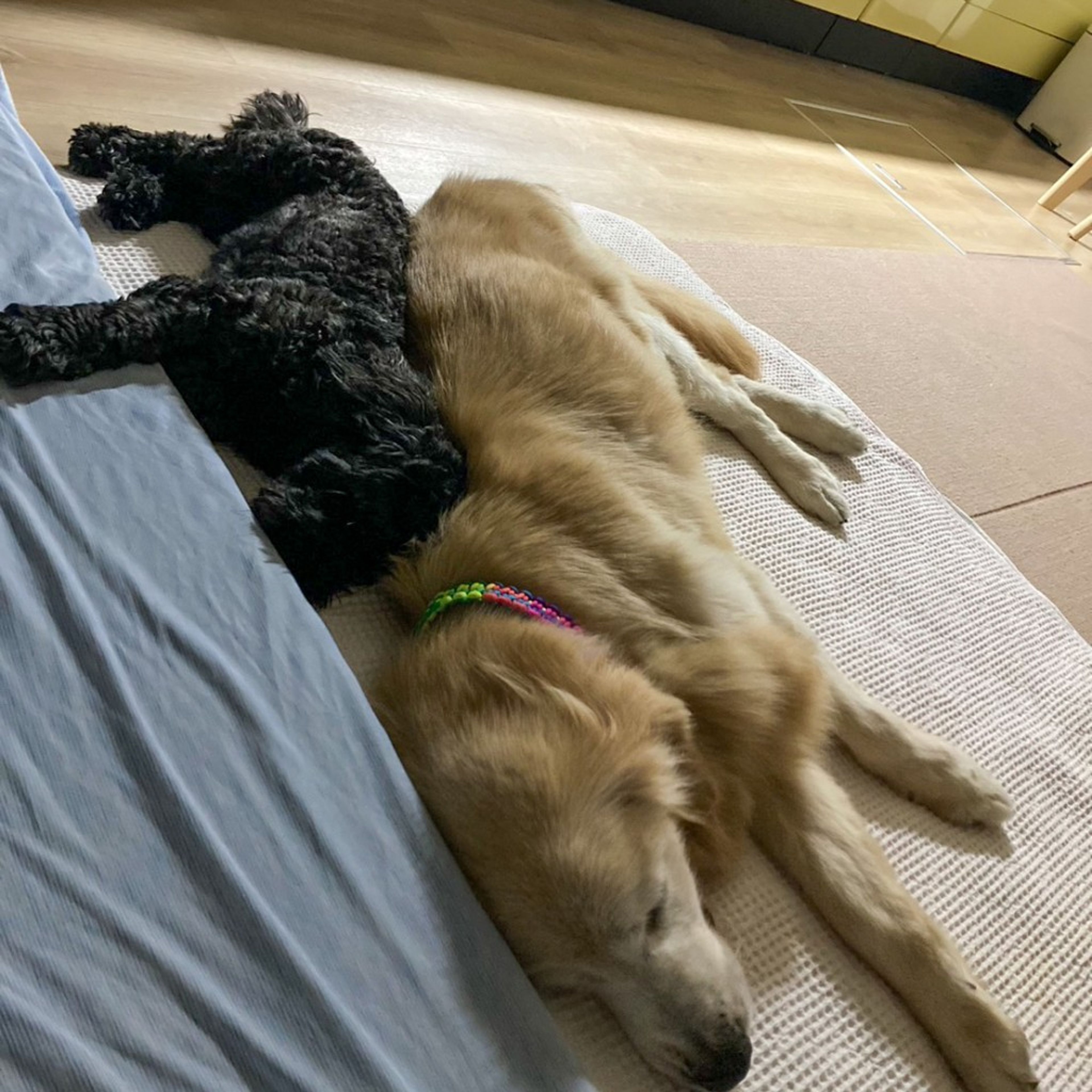 pet-image-9