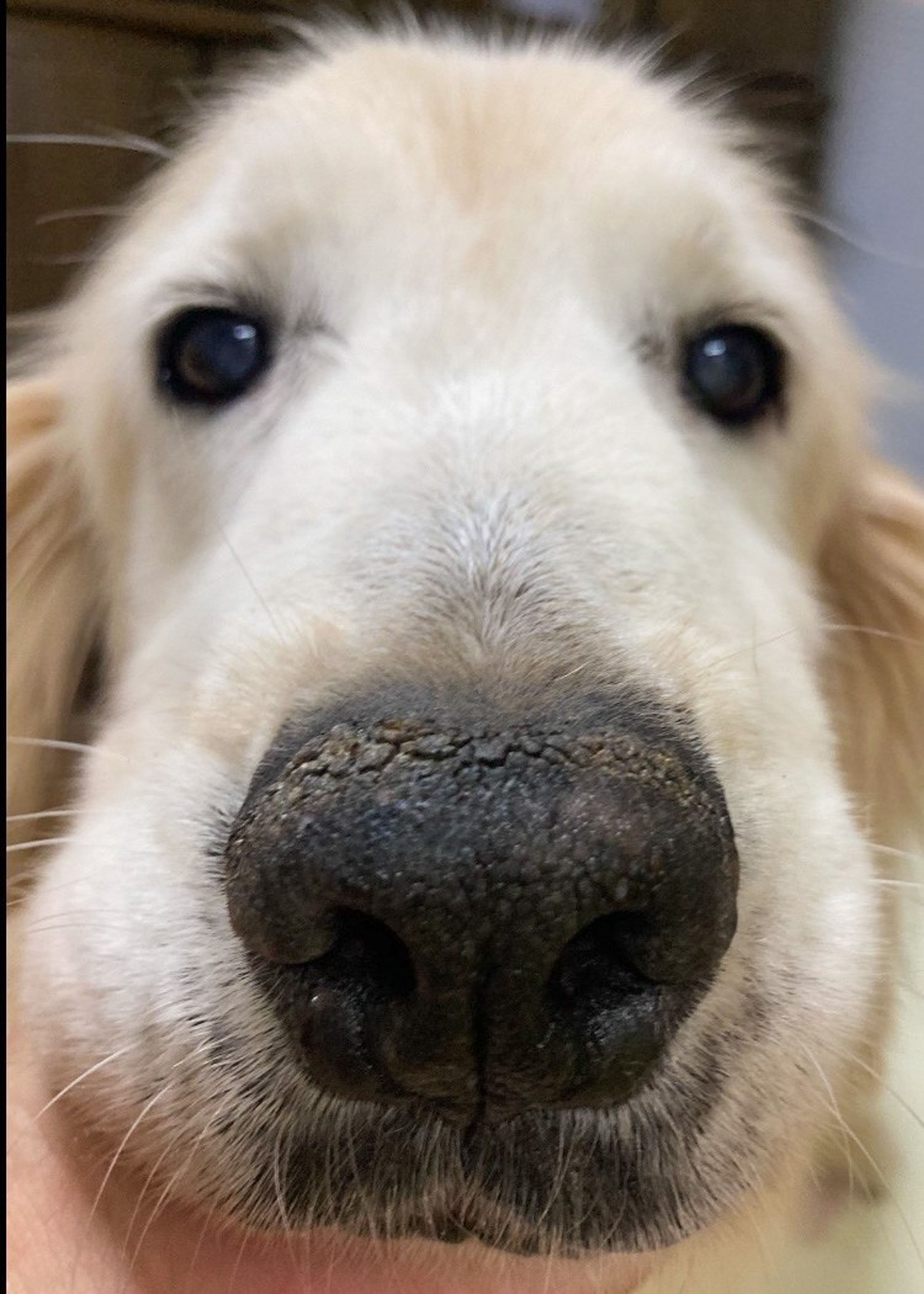 pet-image-10