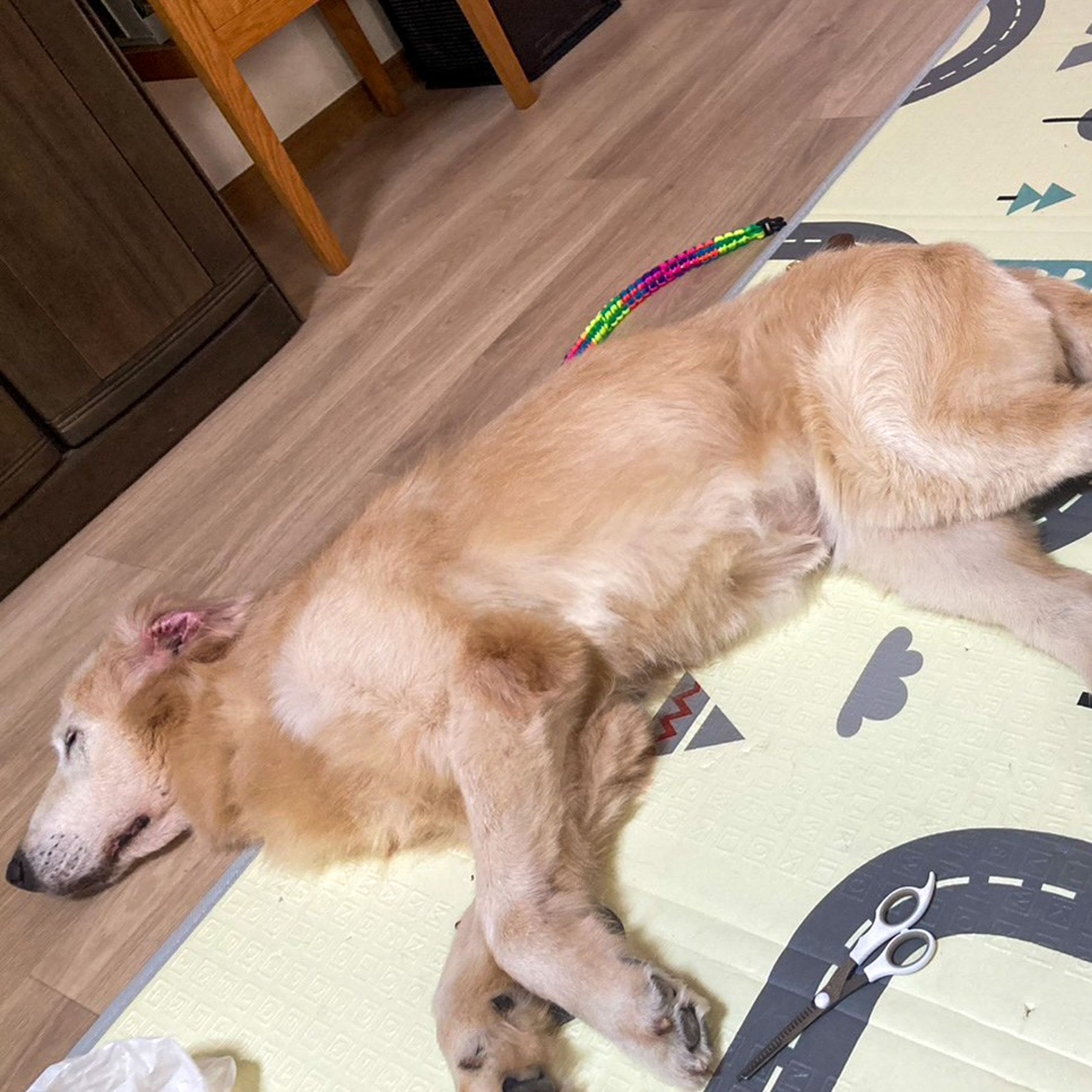 pet-image-8