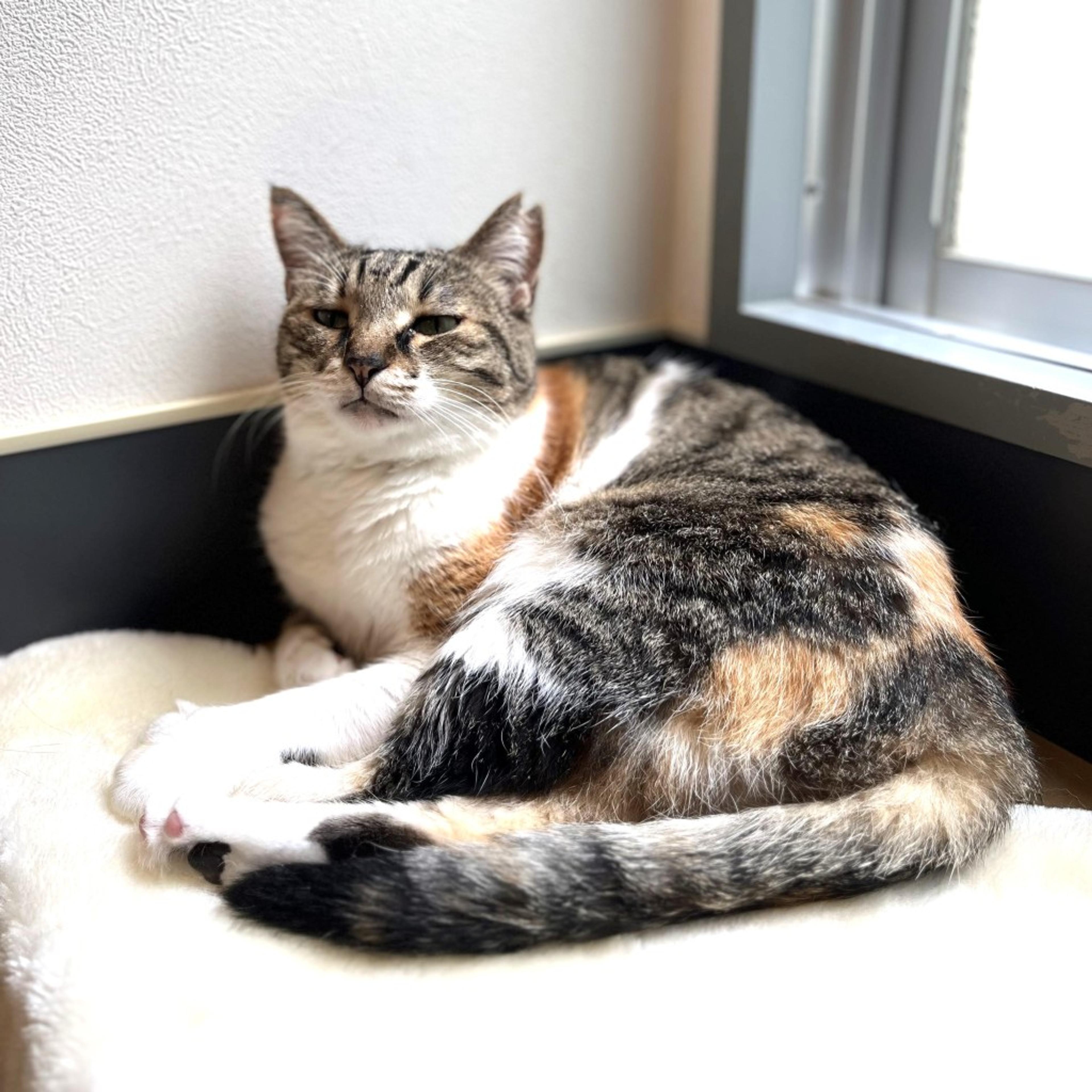 pet-image-3