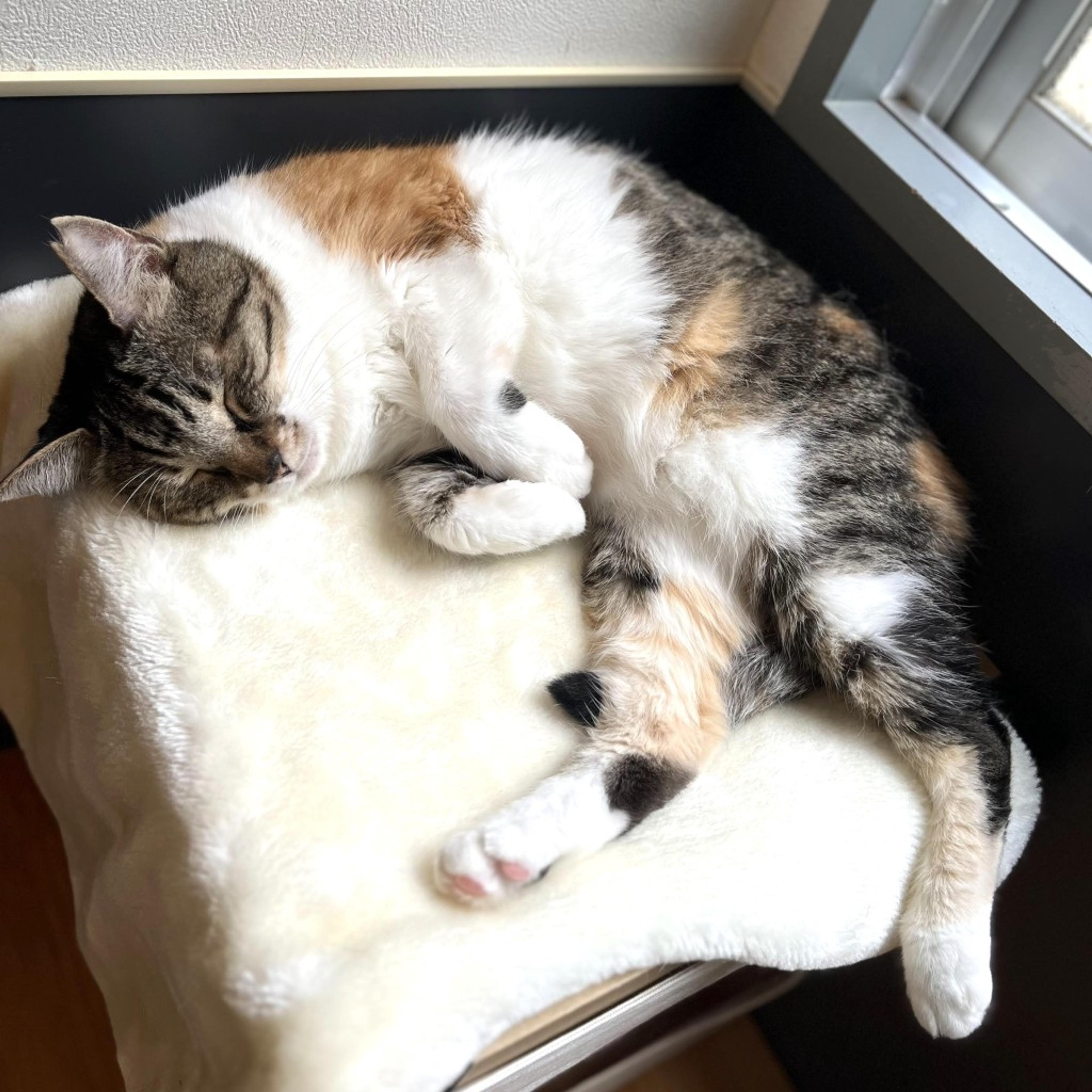 pet-image-2