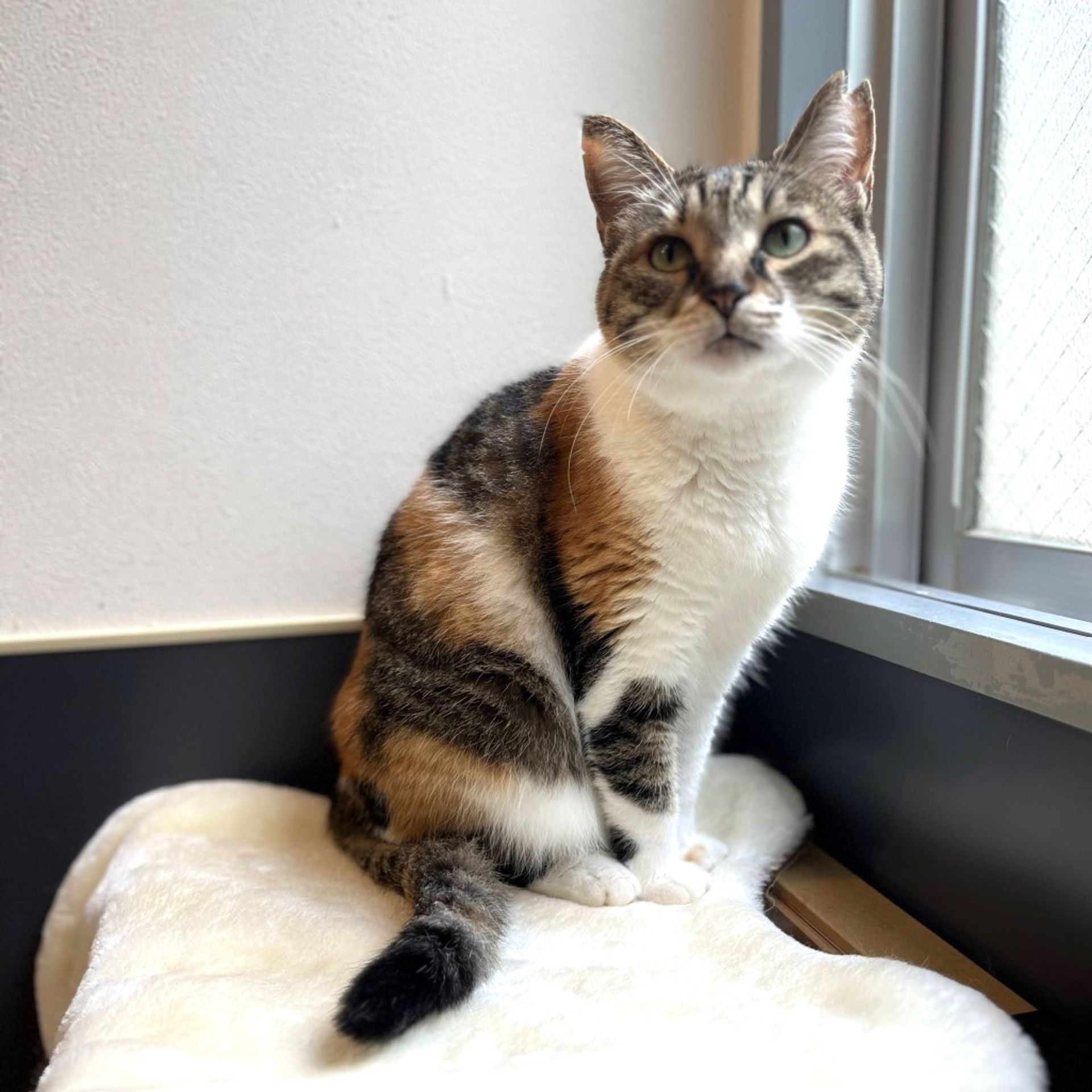 雑種（ミックス猫）・メスの里親募集の写真