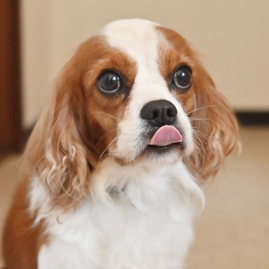 グレイトちゃんの写真