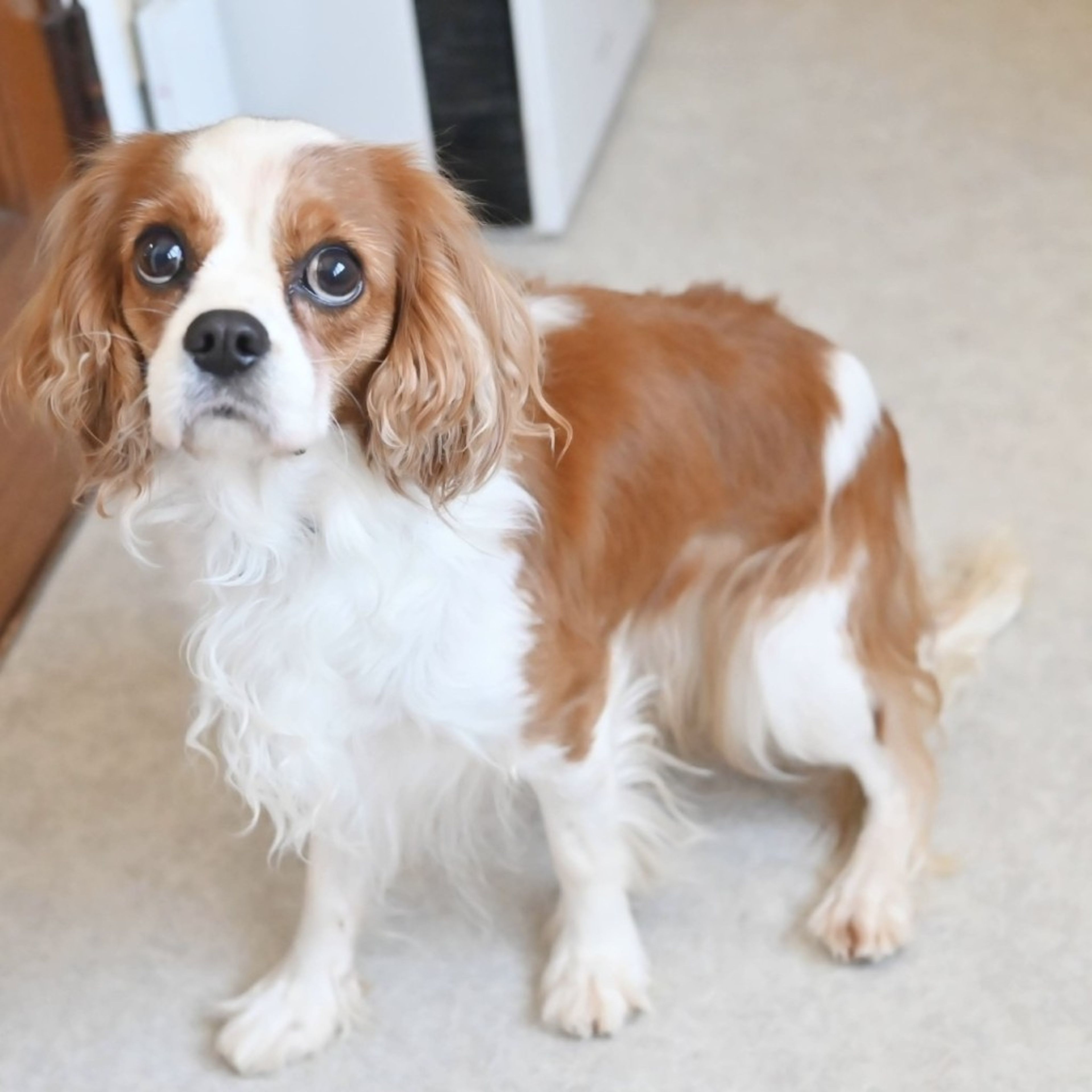 pet-image-4
