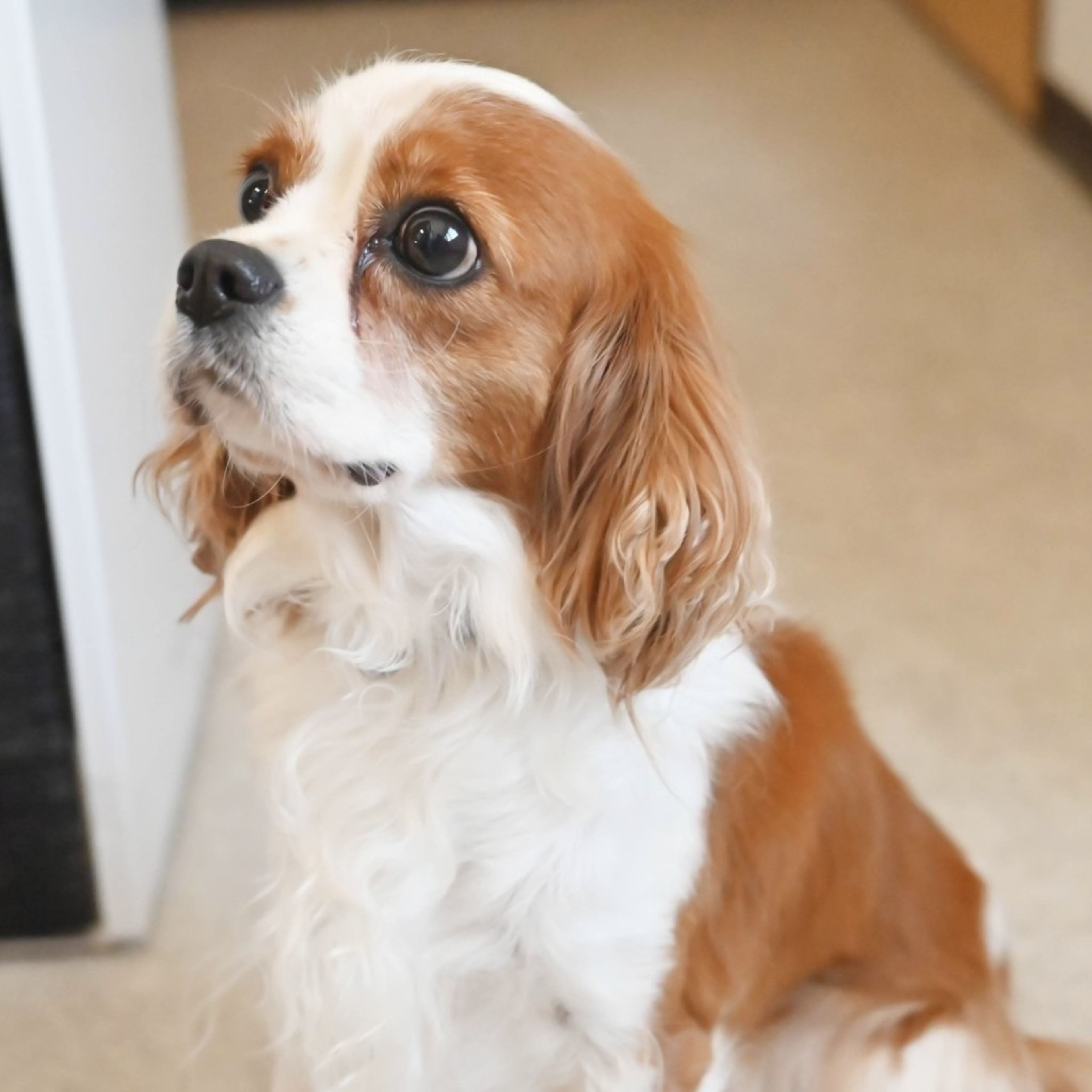 pet-image-5