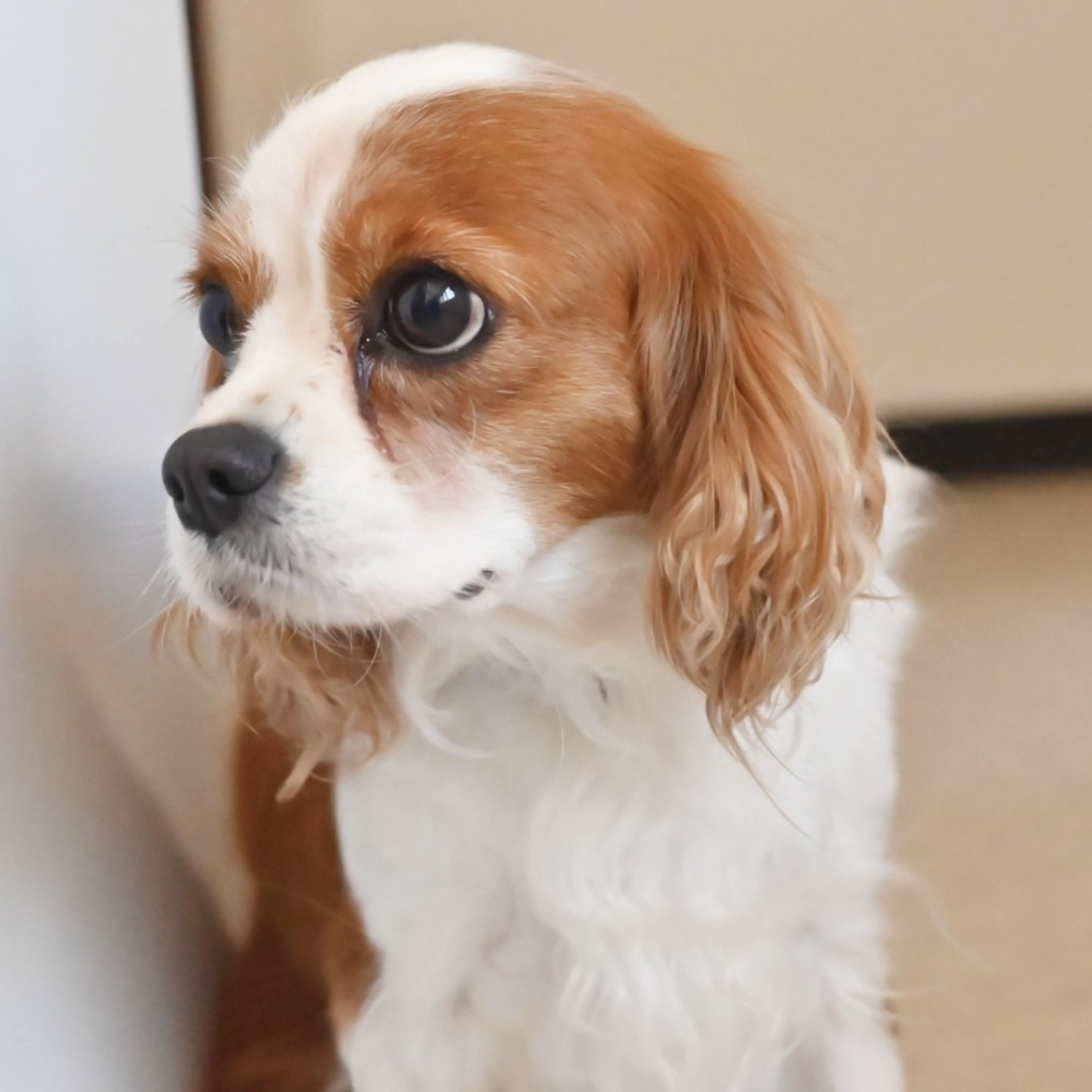 pet-image-6