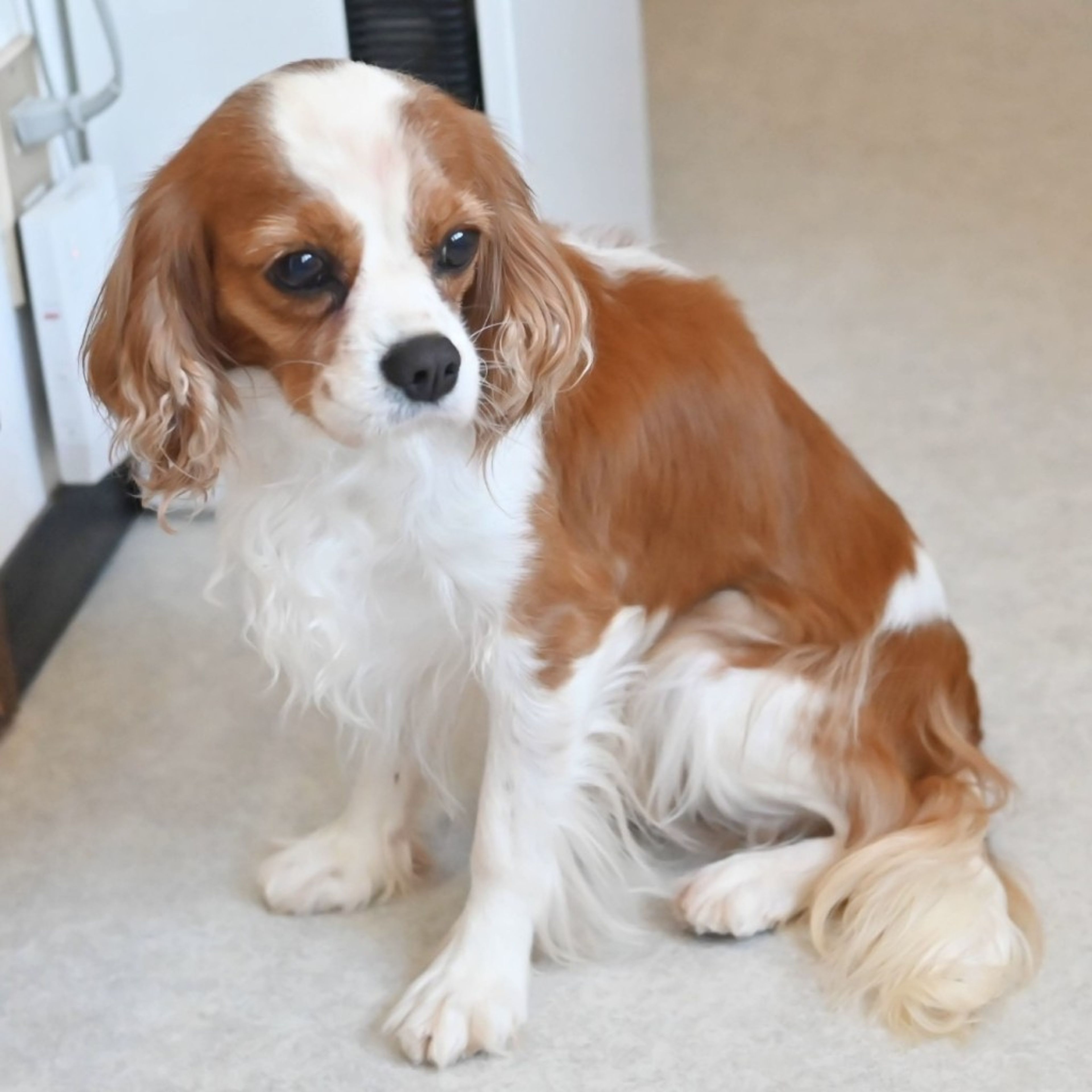 pet-image-7
