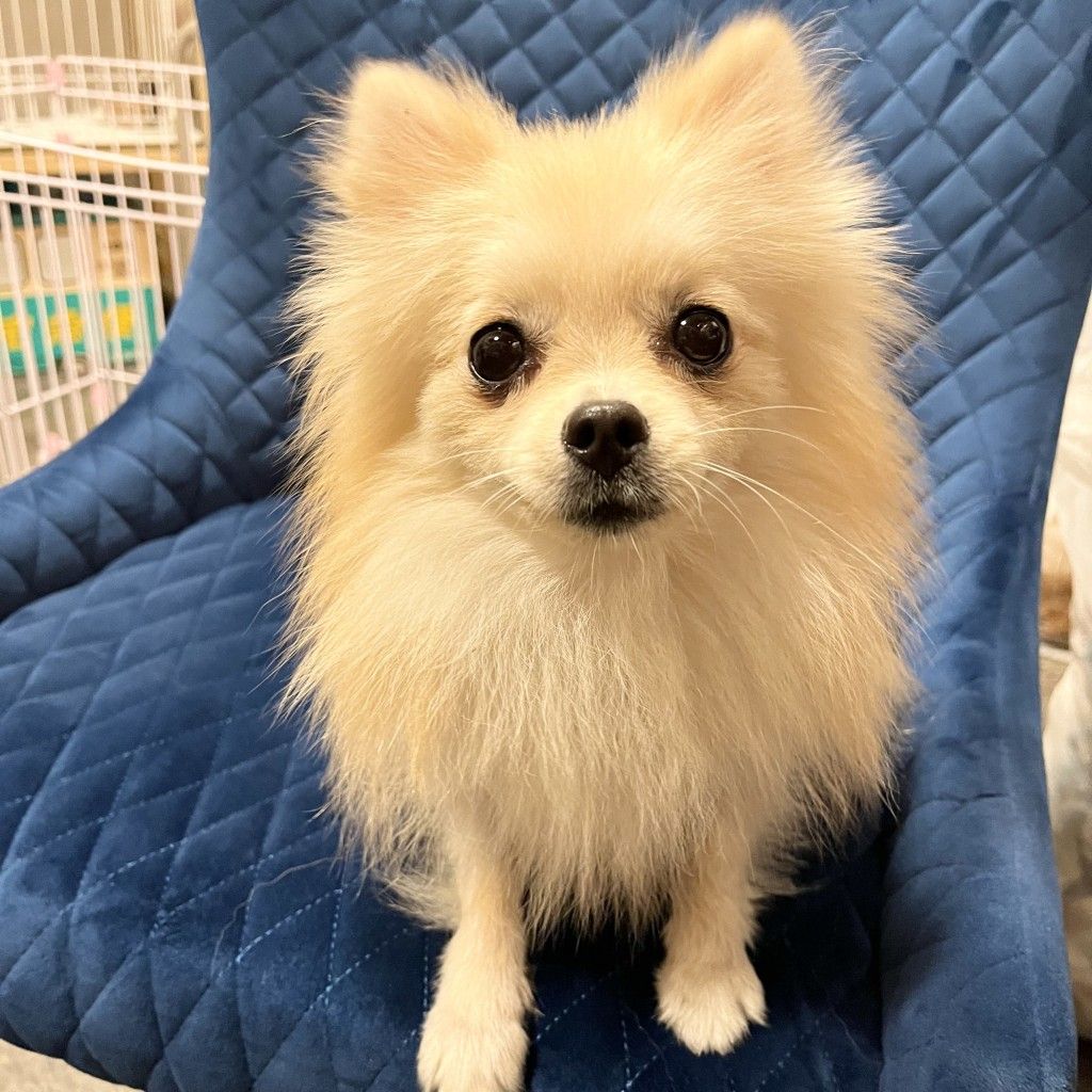 おしとやかで甘えん坊！とっても人懐っこいポメちゃんです