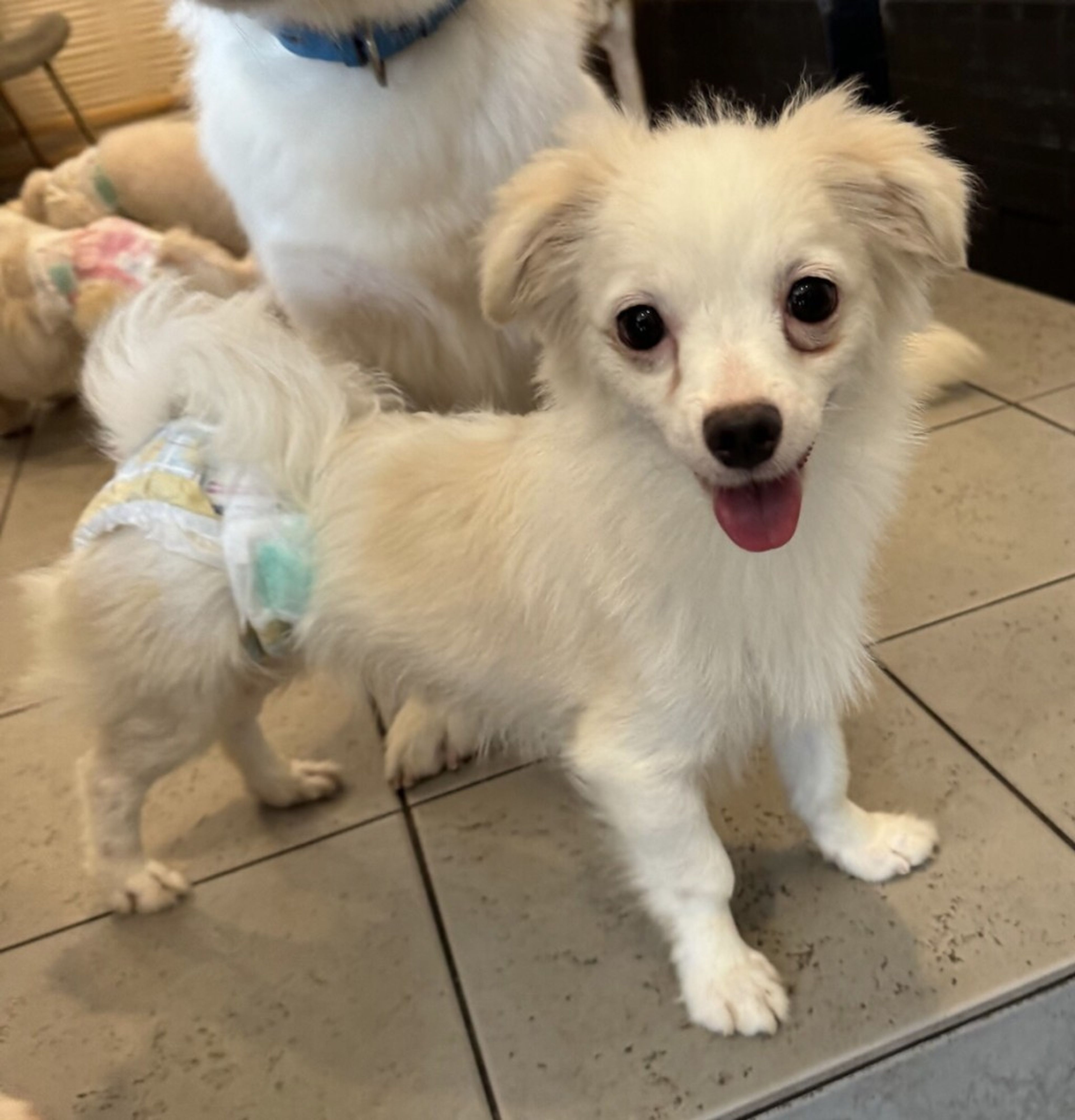 雑種（ミックス犬）・メスの里親募集の写真