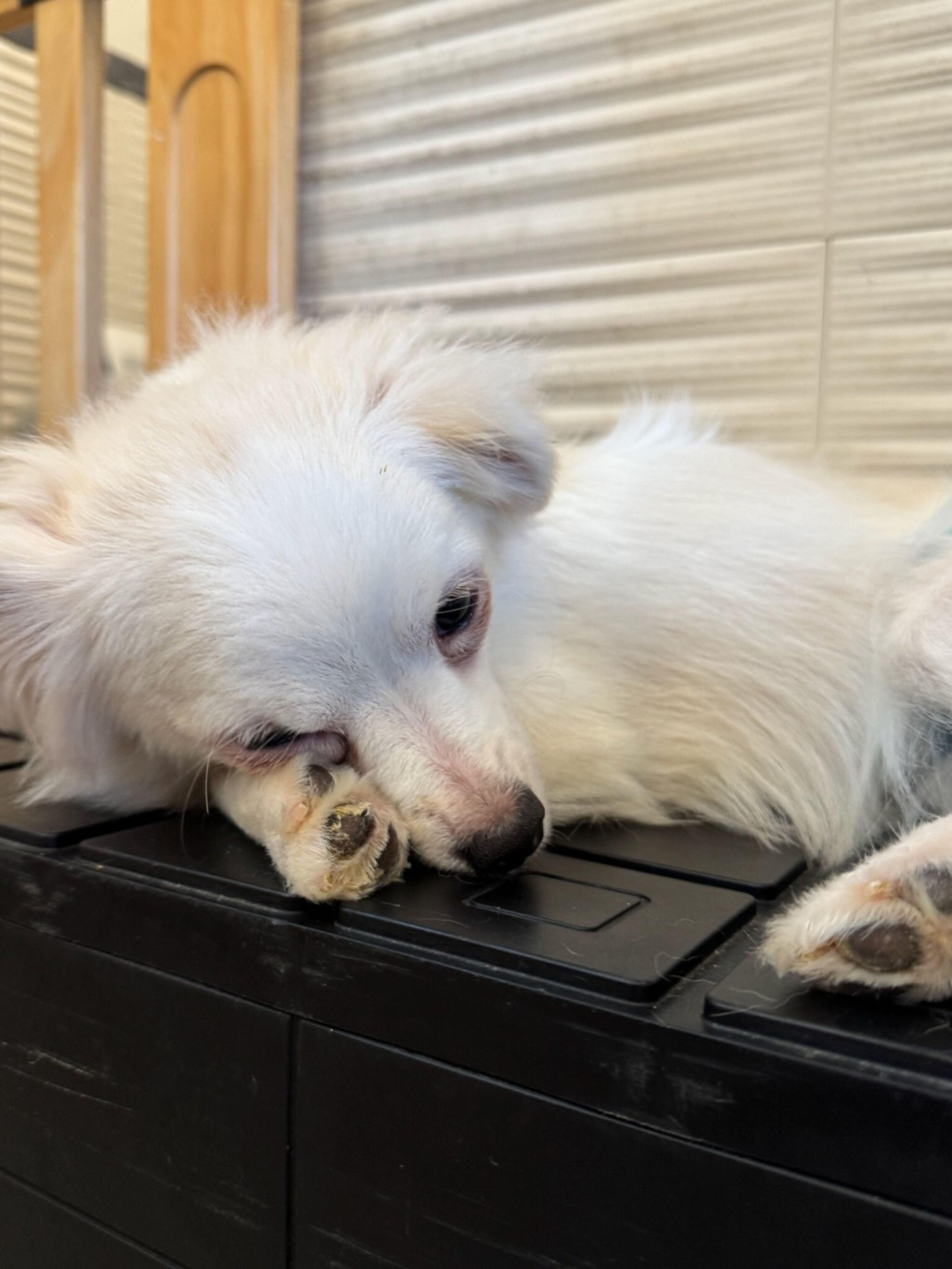 pet-image-2