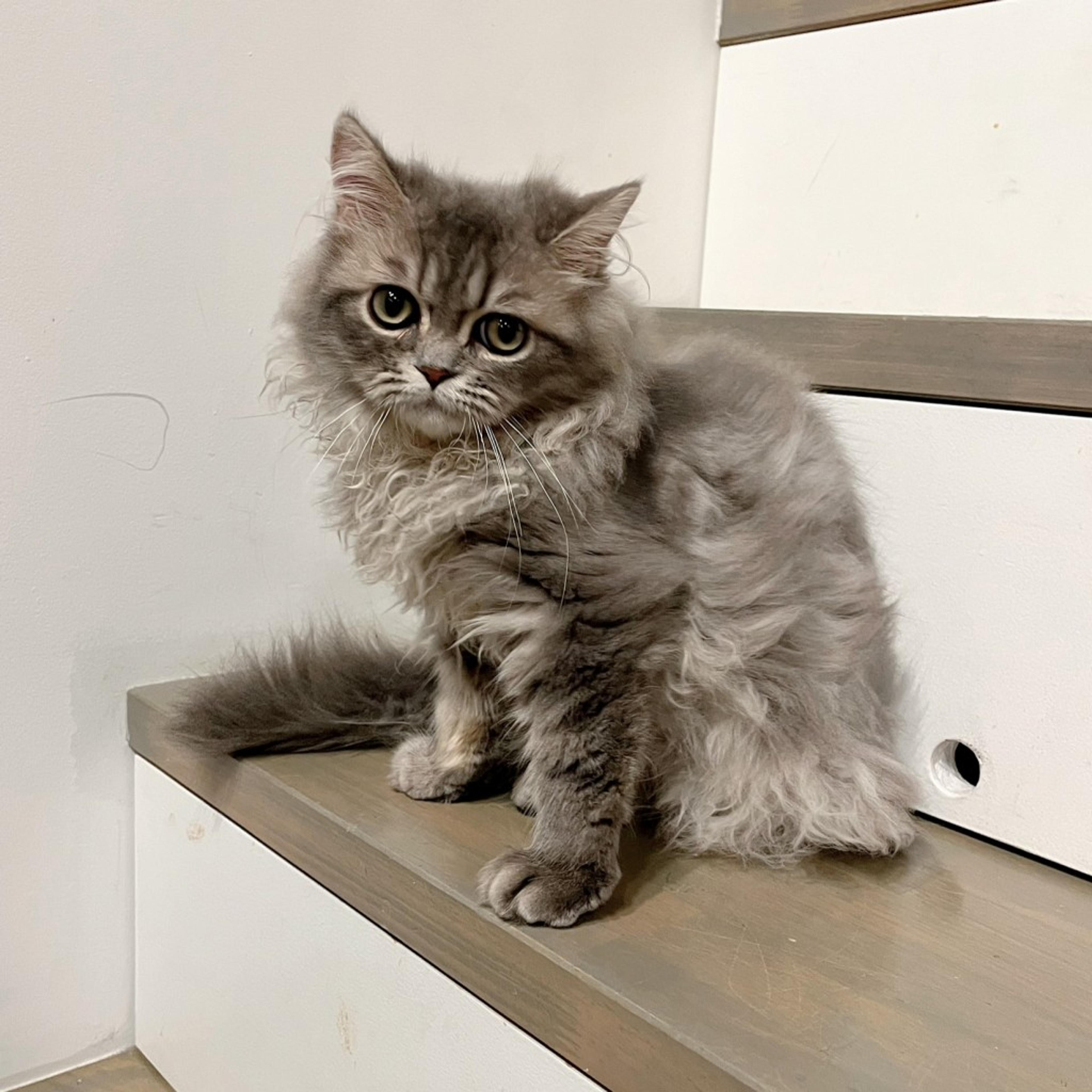 pet-image-6