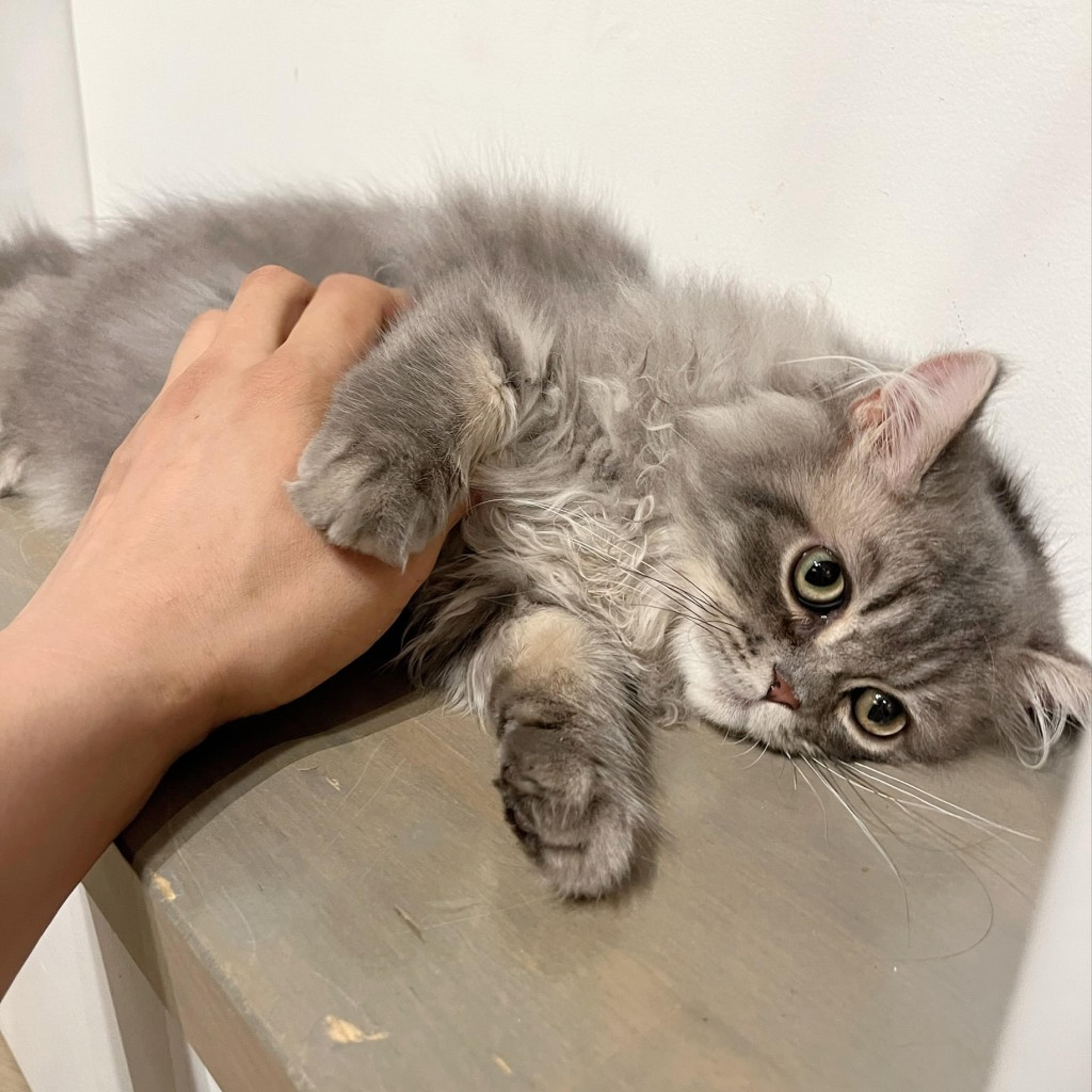 pet-image-7
