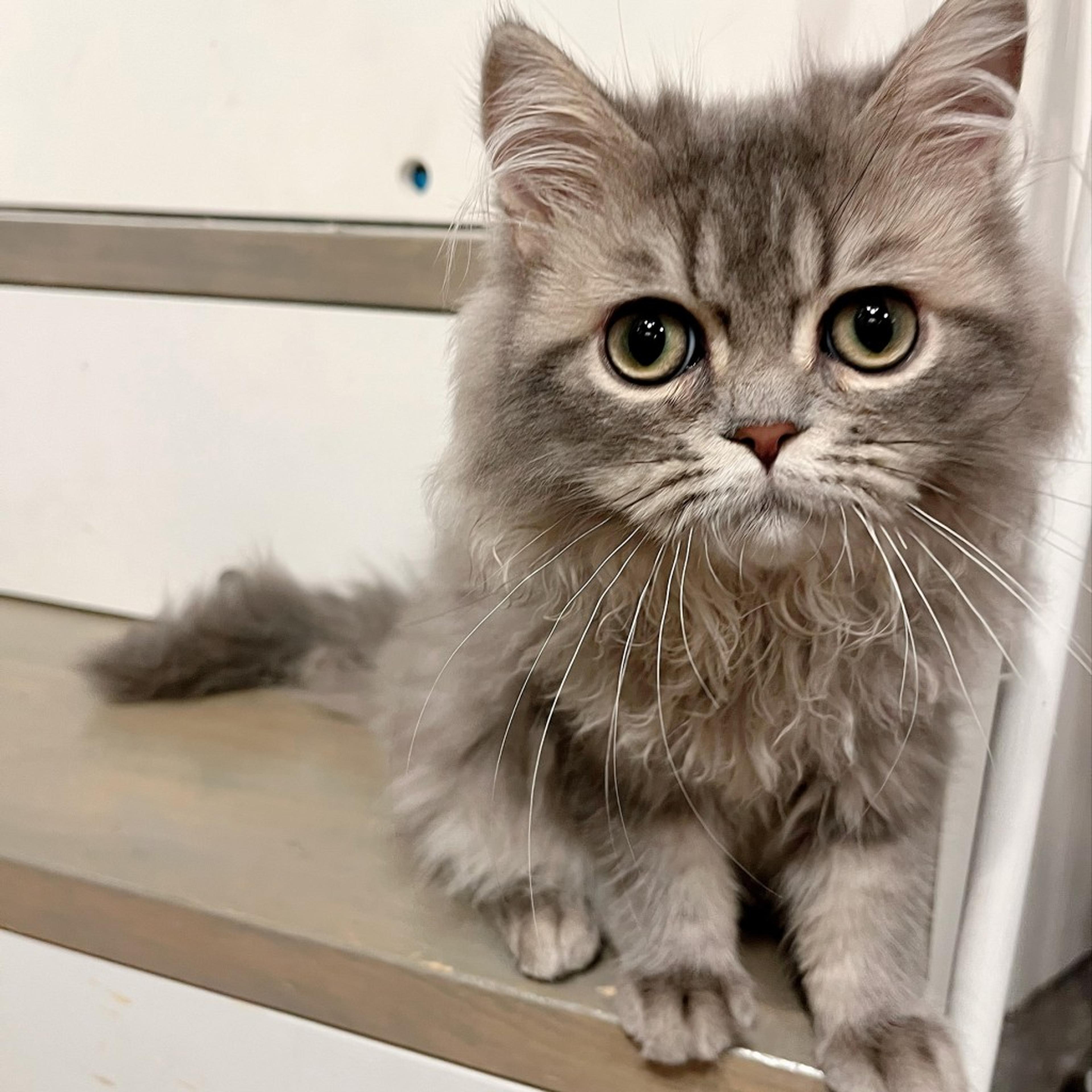pet-image-5