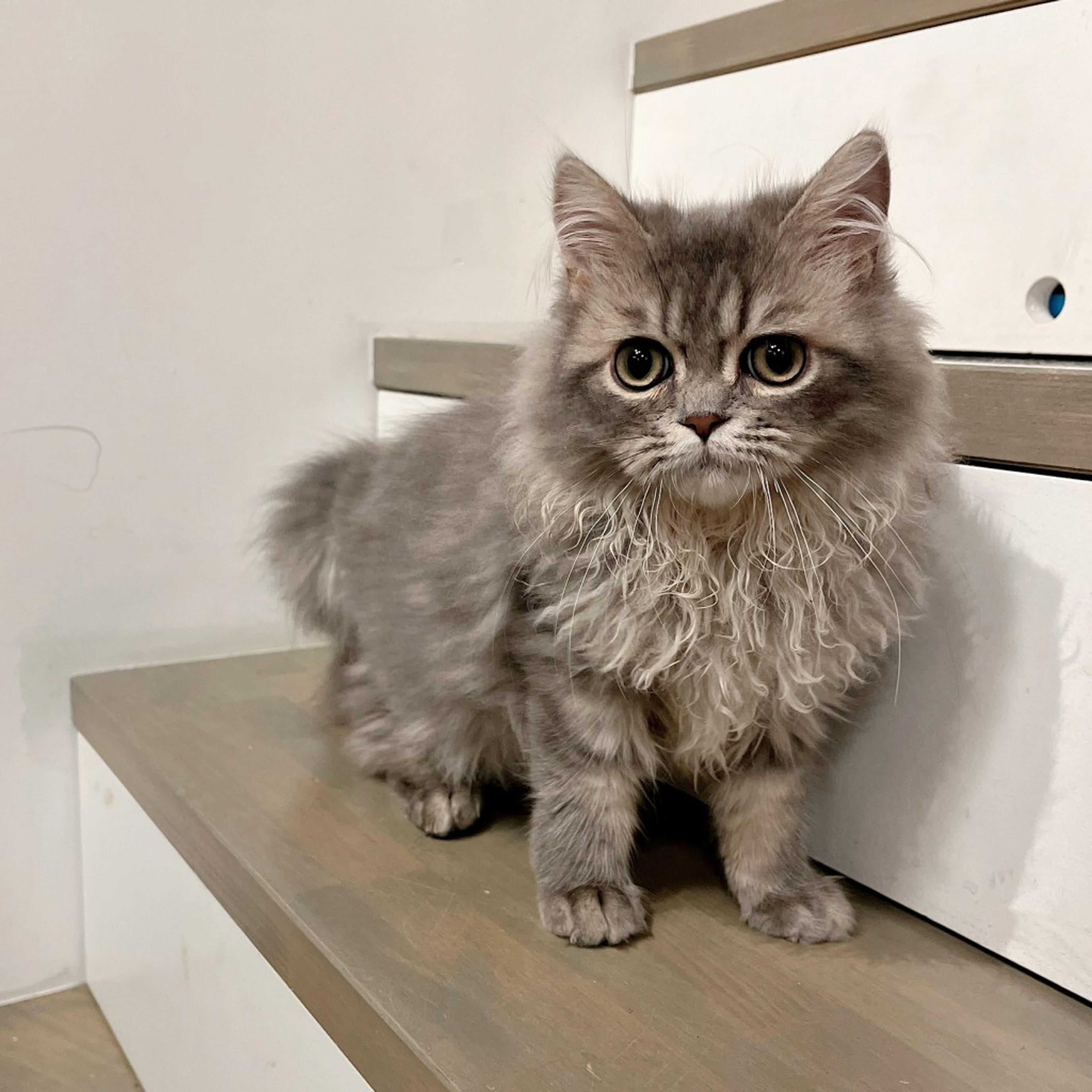 pet-image-3