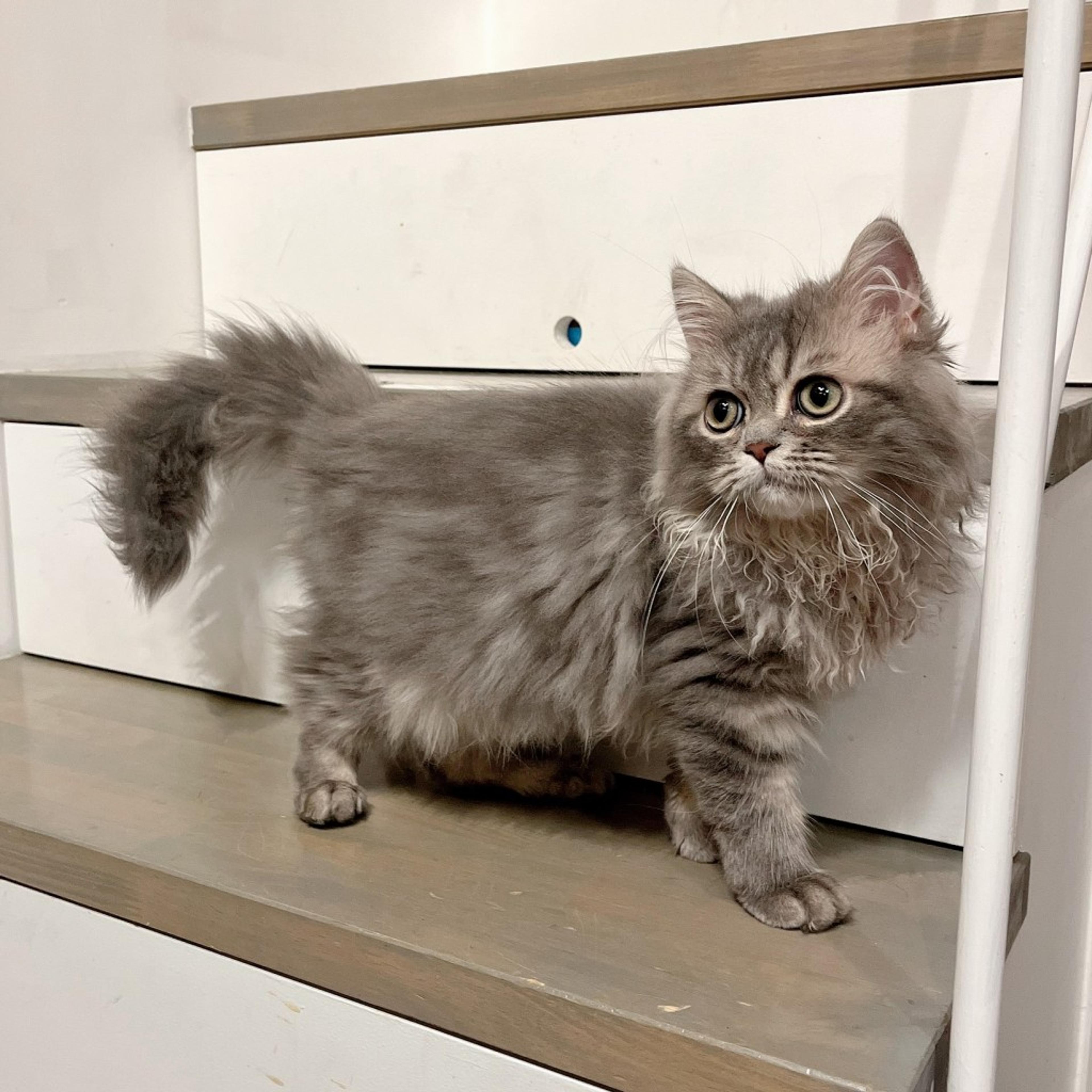 pet-image-4