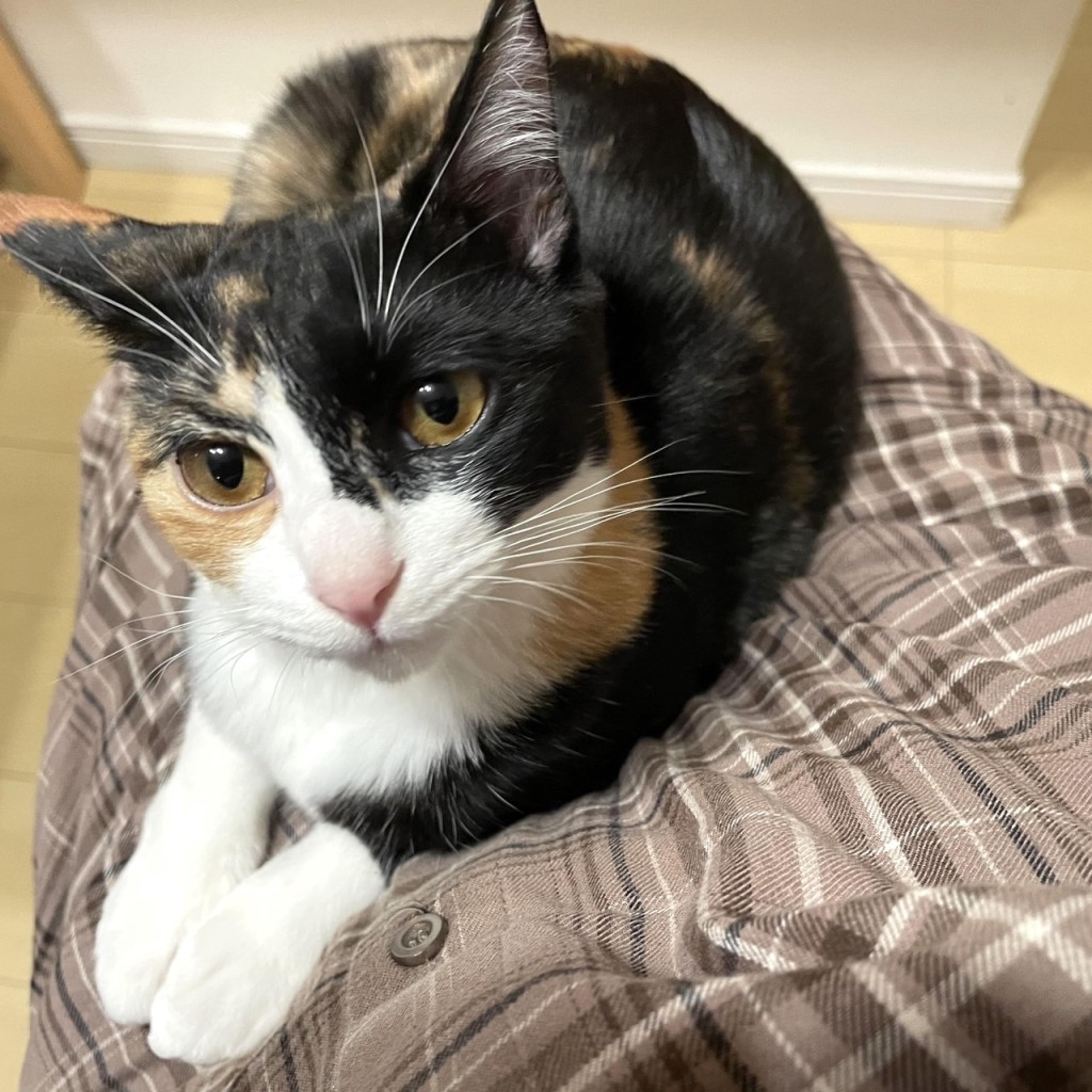 pet-image-5