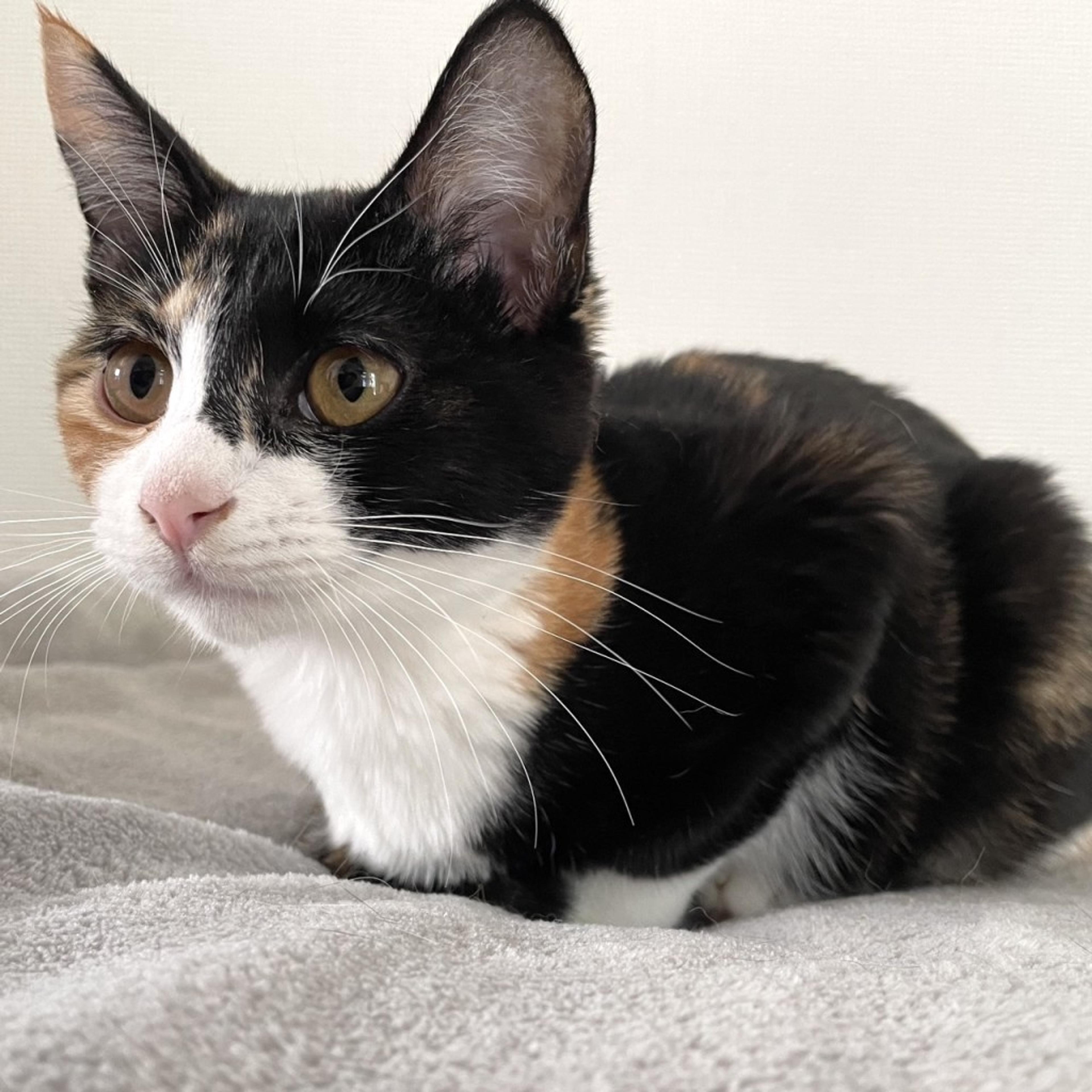 pet-image-6