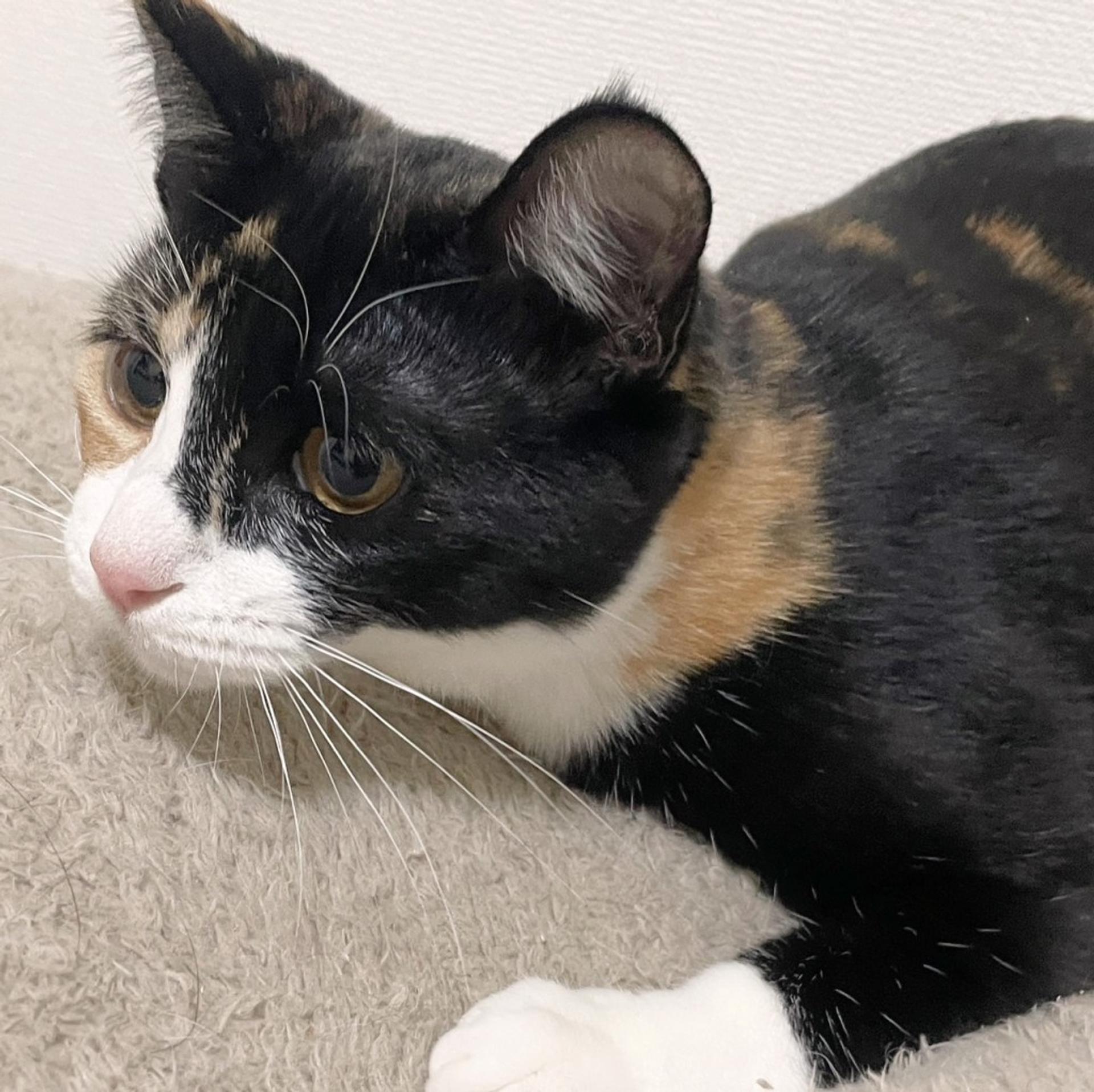 pet-image-8