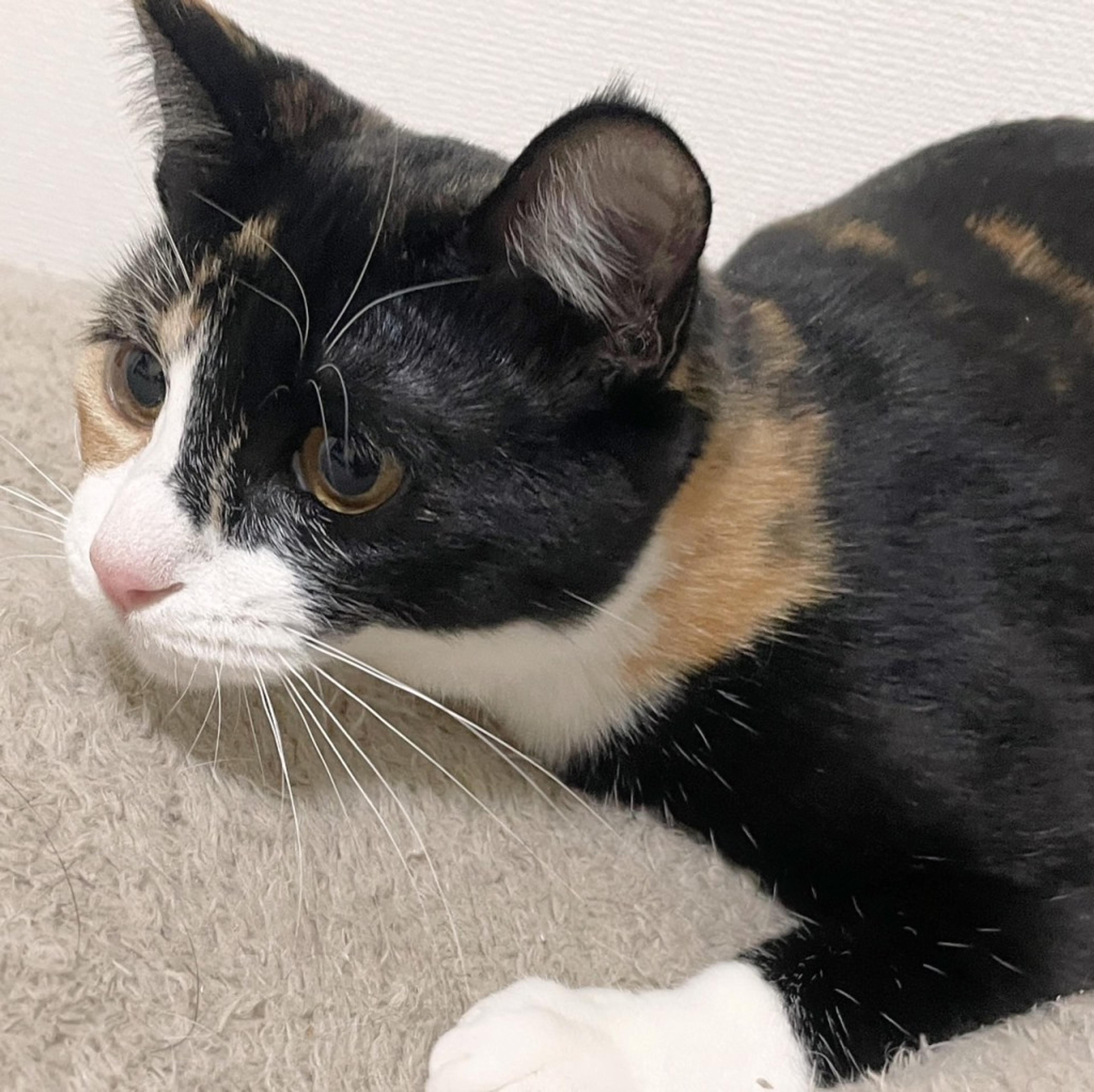 pet-image-8