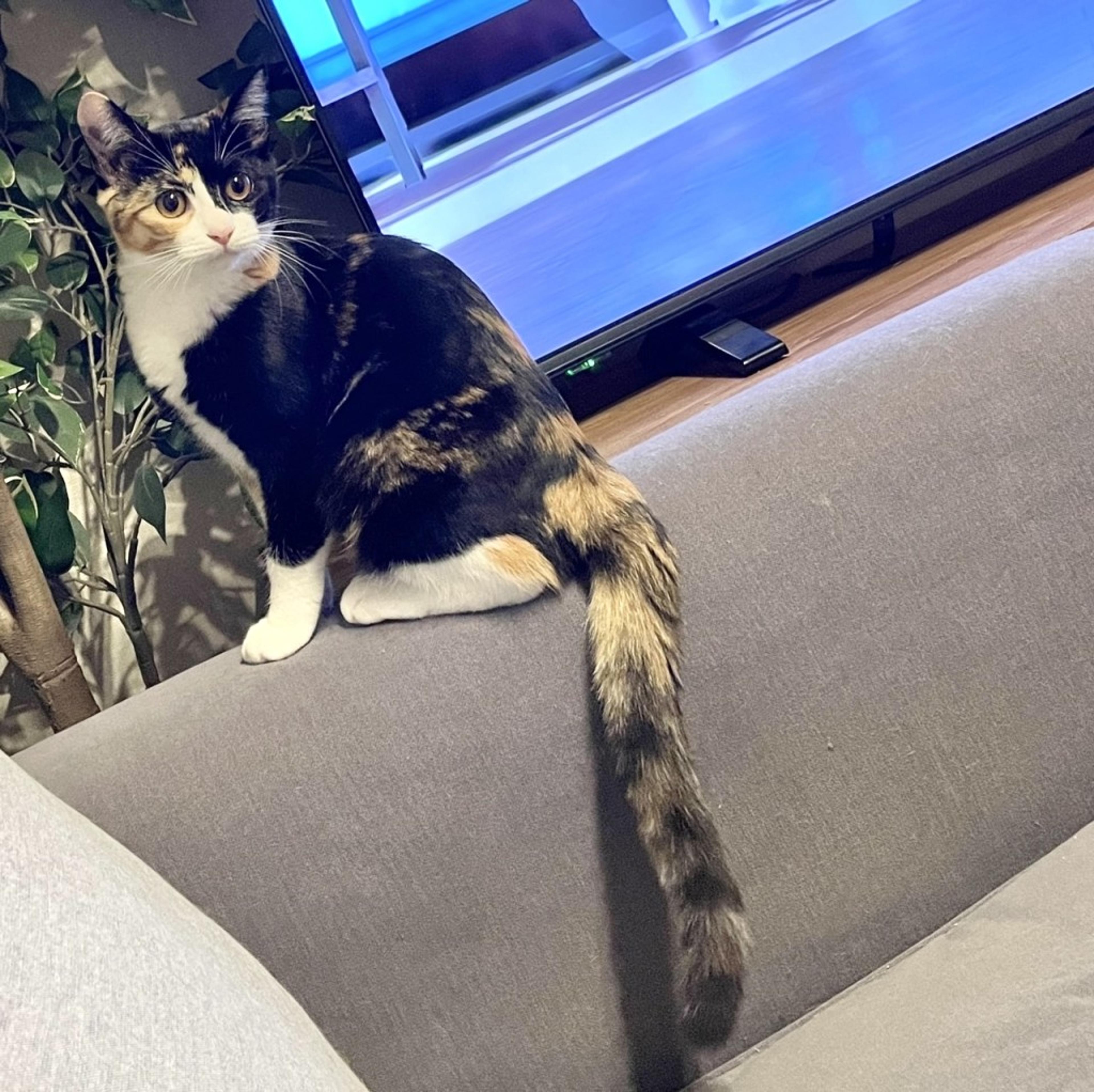 pet-image-9
