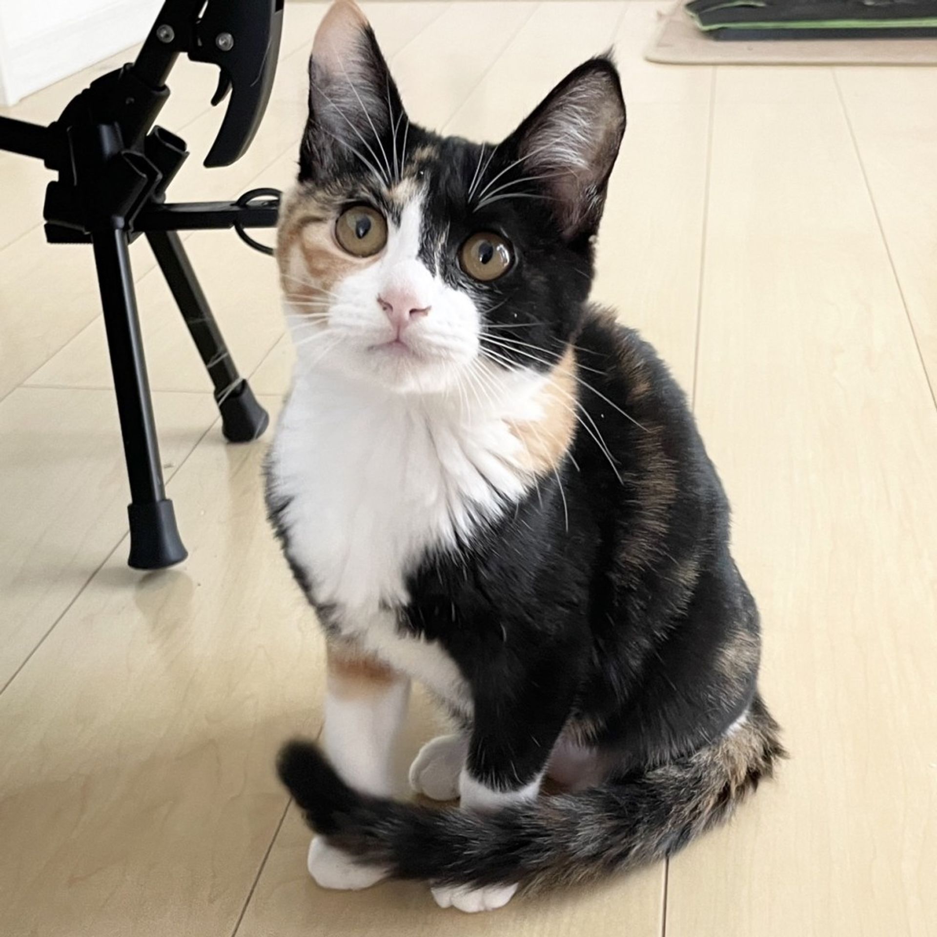 雑種（ミックス猫）・メスの里親募集の写真