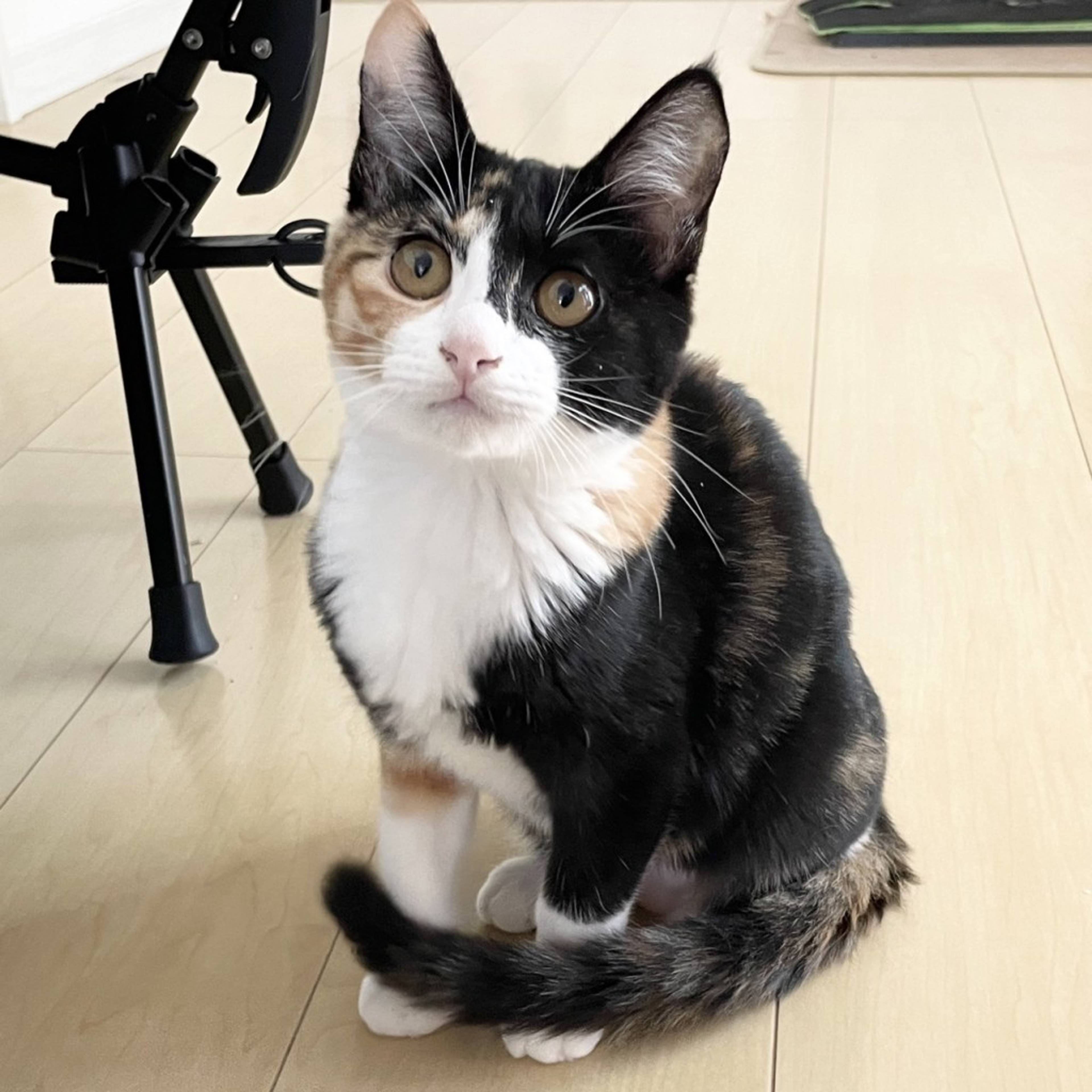 雑種（ミックス猫）・メスの里親募集の写真