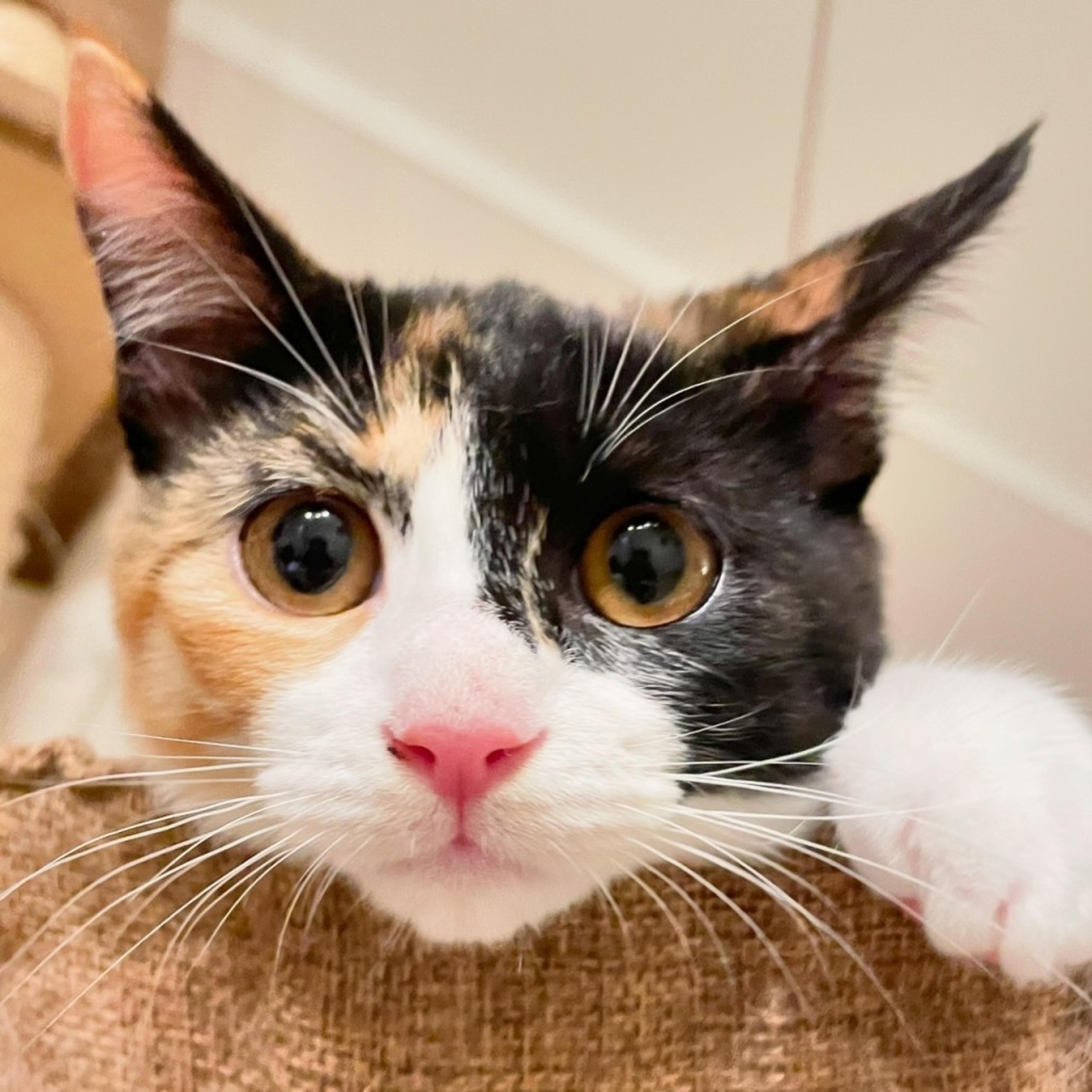 pet-image-2
