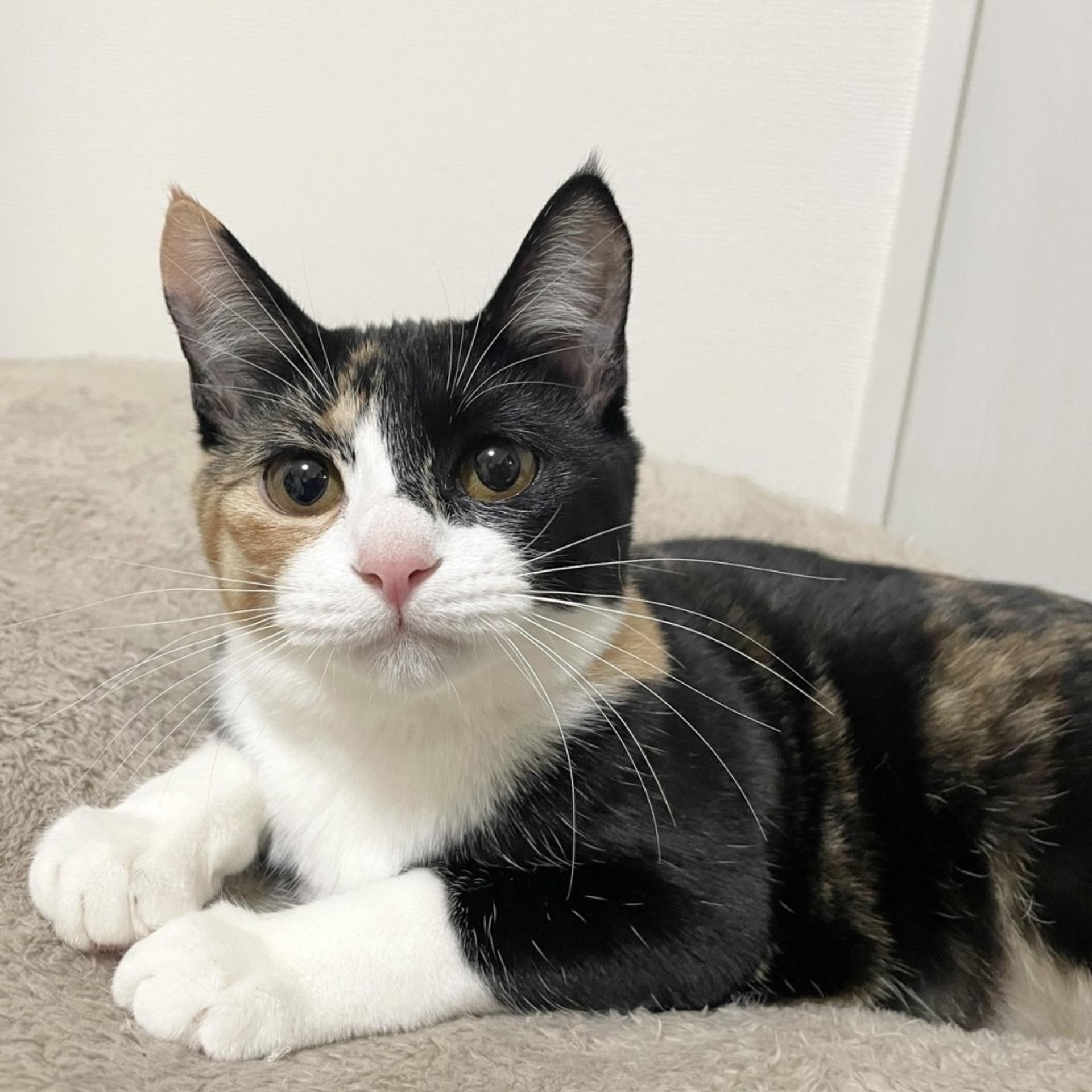 pet-image-3
