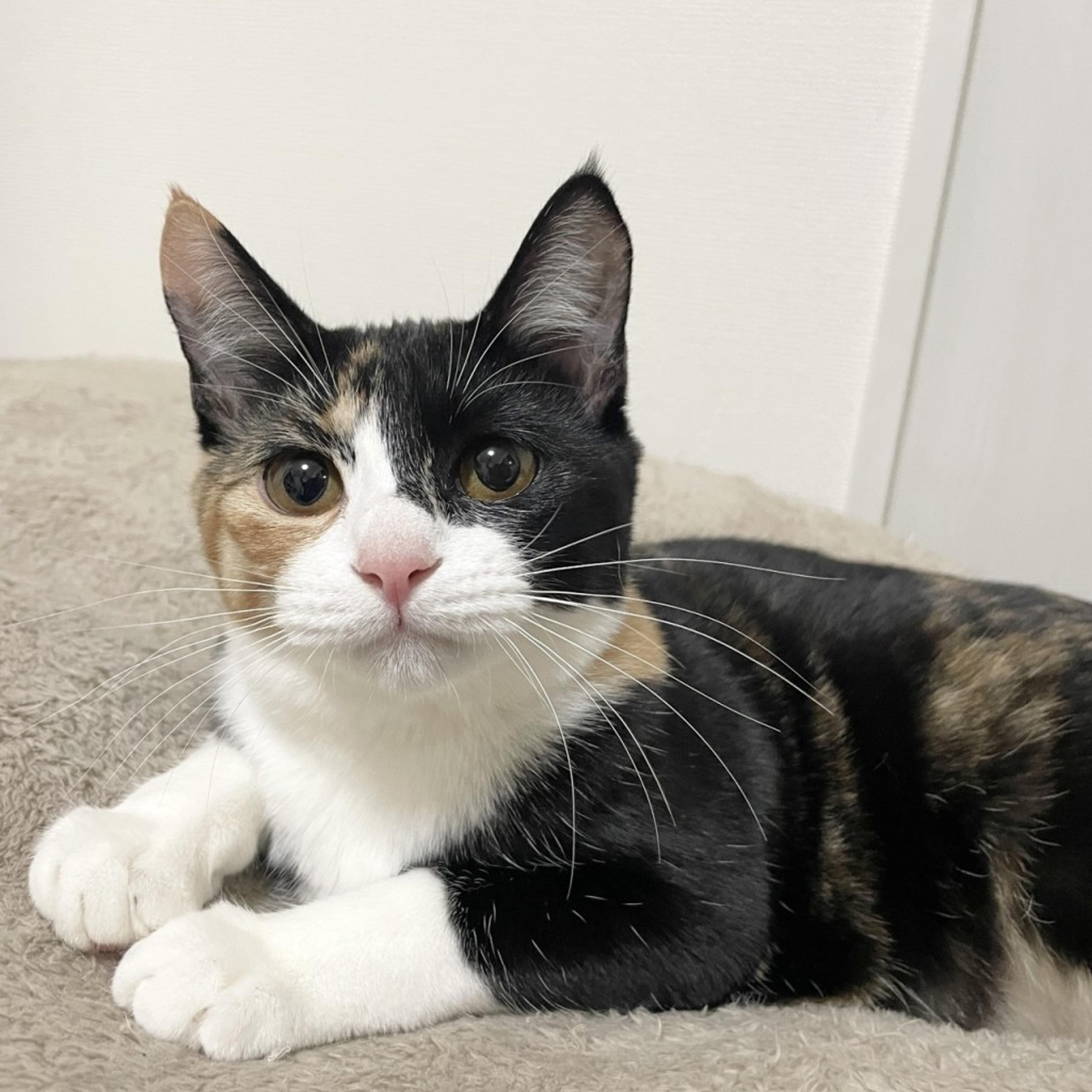 pet-image-3