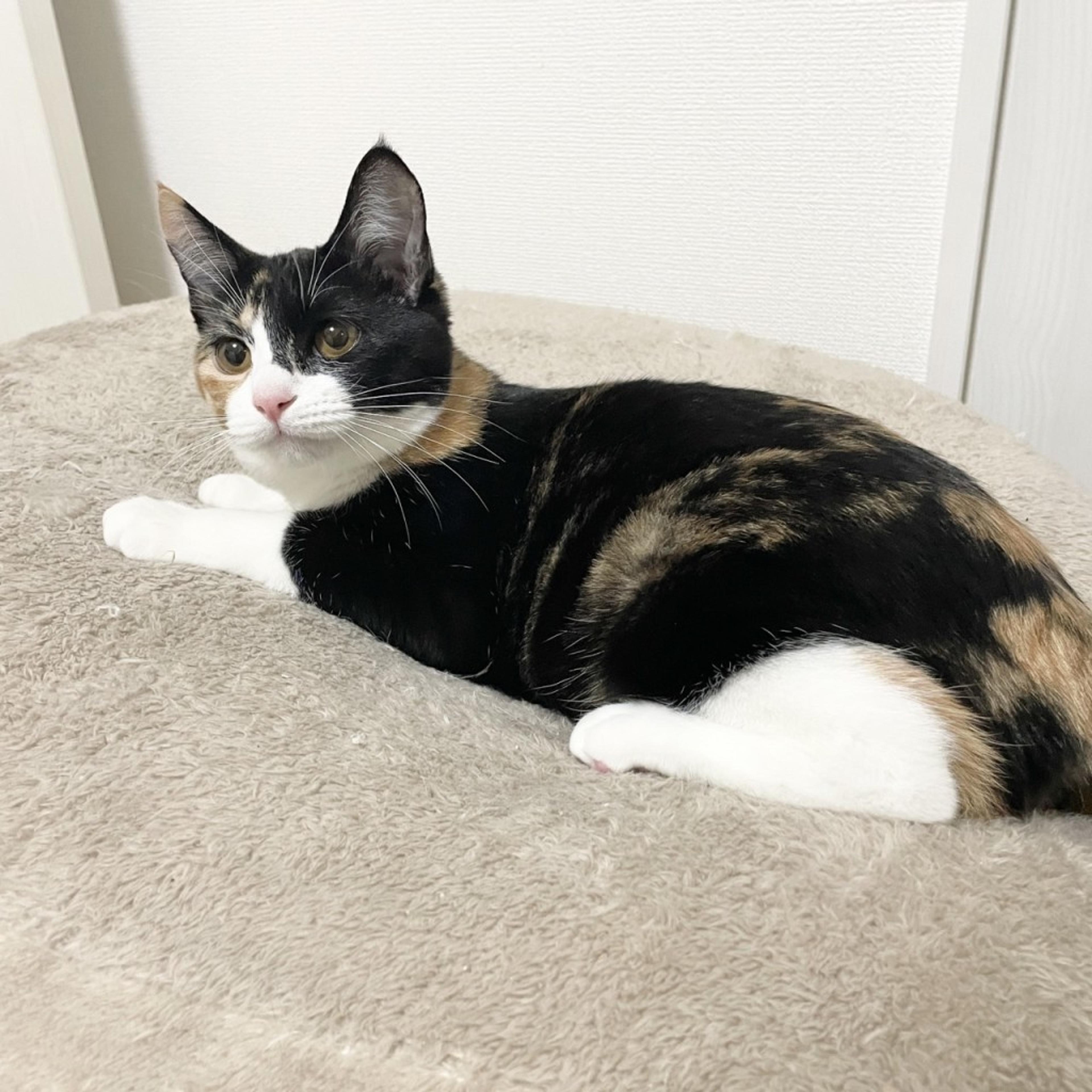pet-image-4
