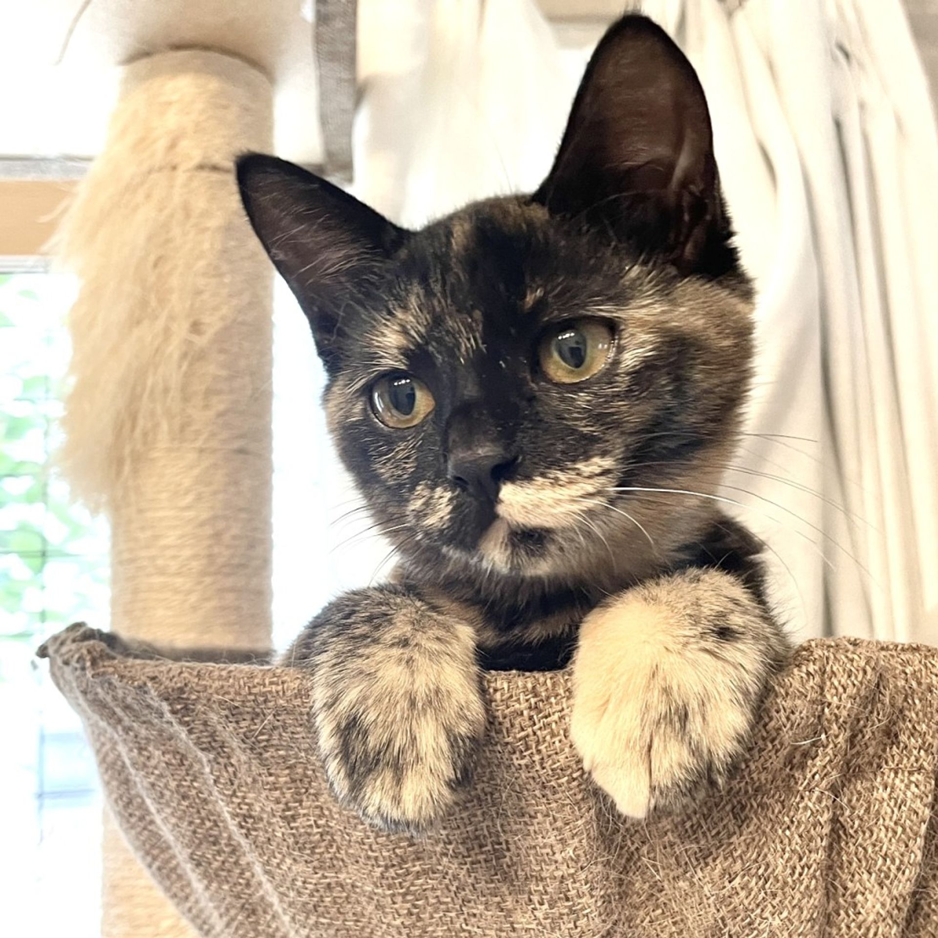 雑種（ミックス猫）・メスの里親募集の写真