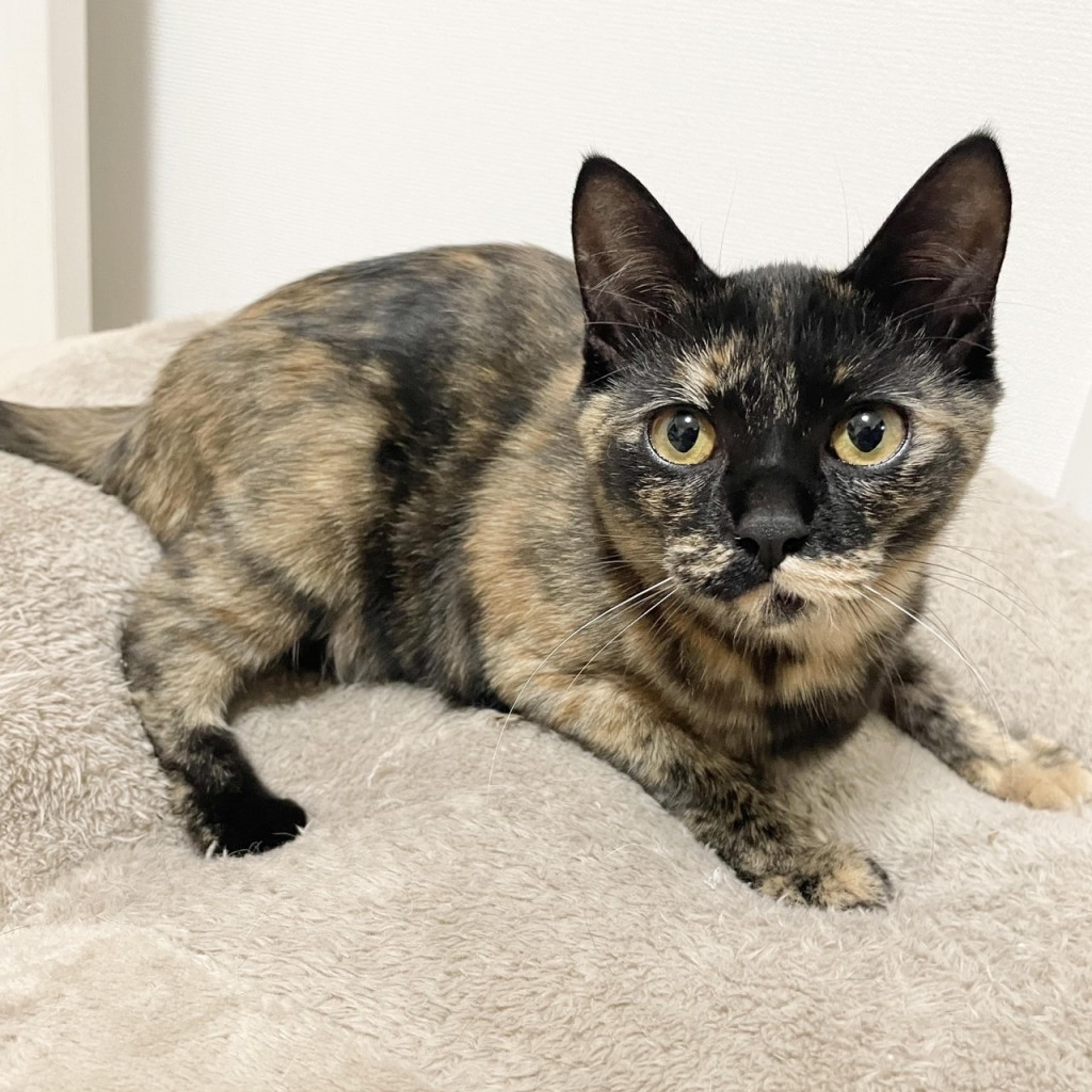 pet-image-2