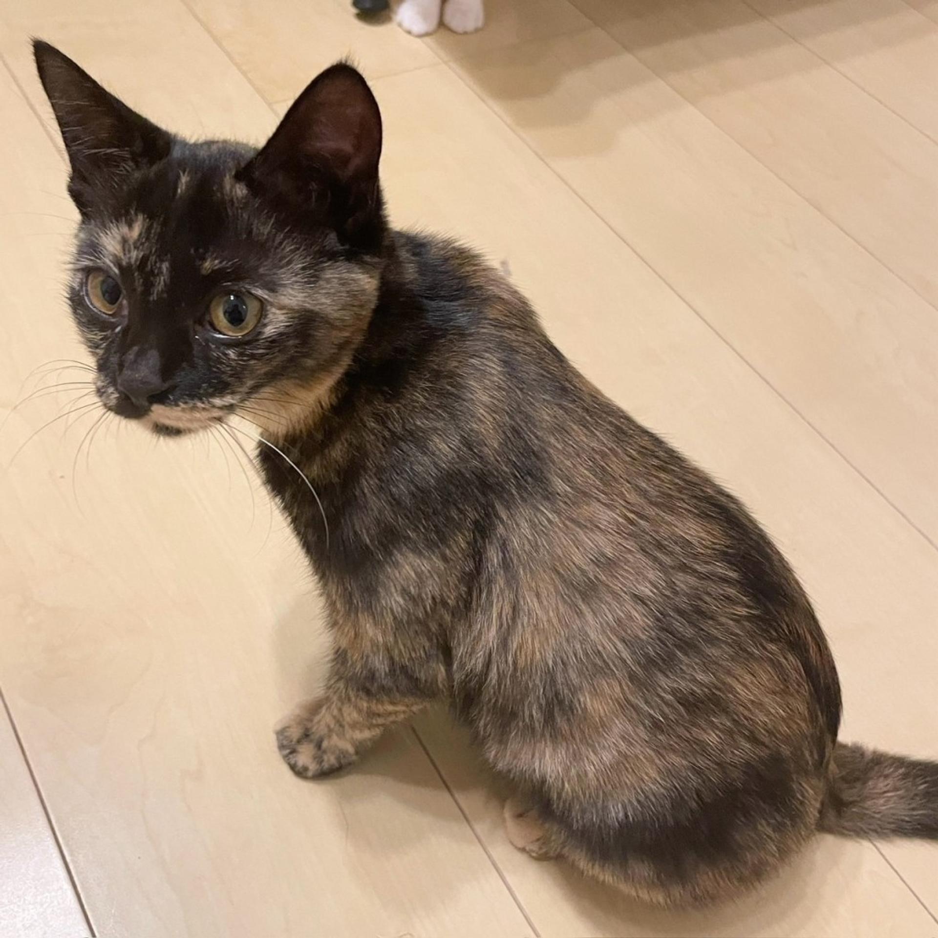 pet-image-5