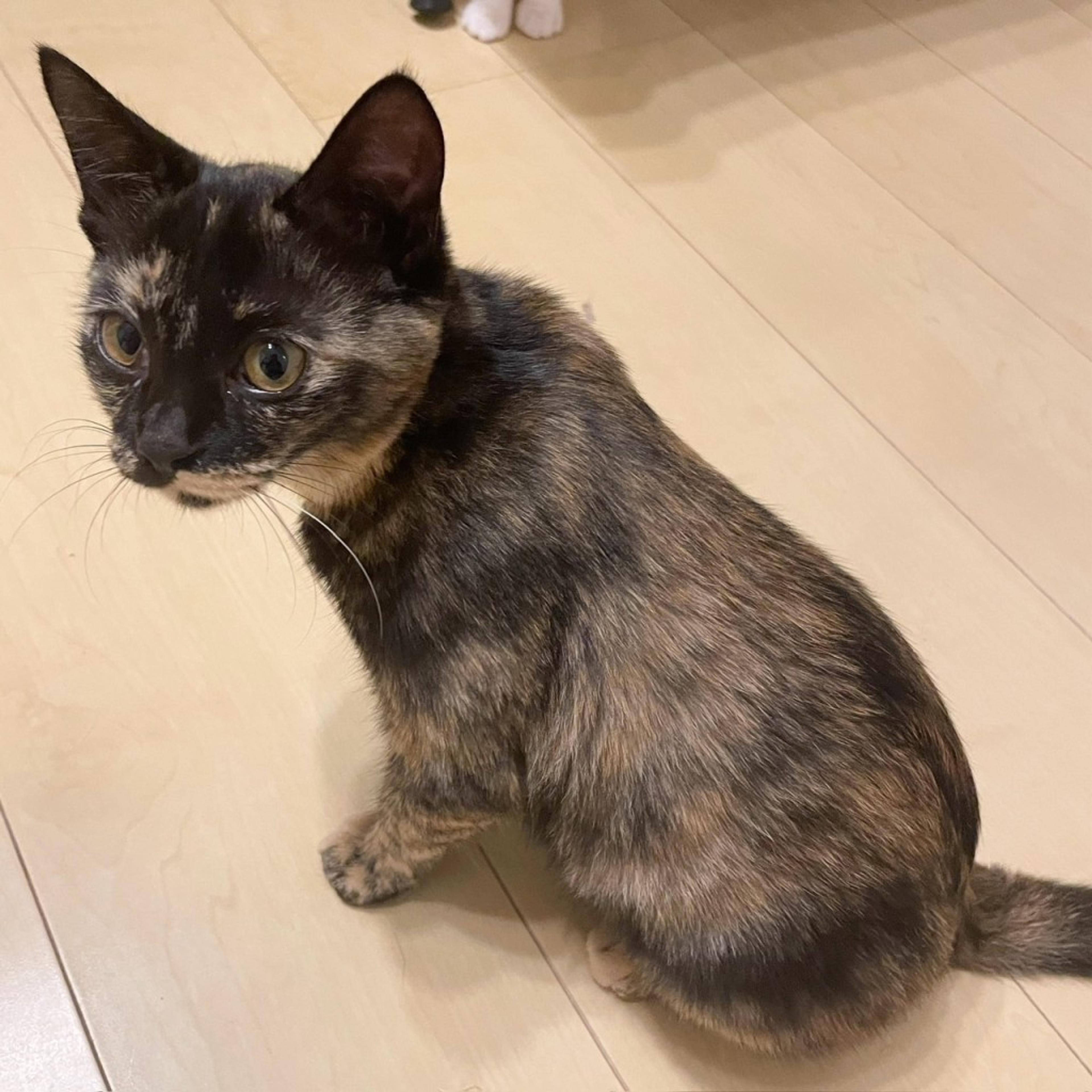 pet-image-5