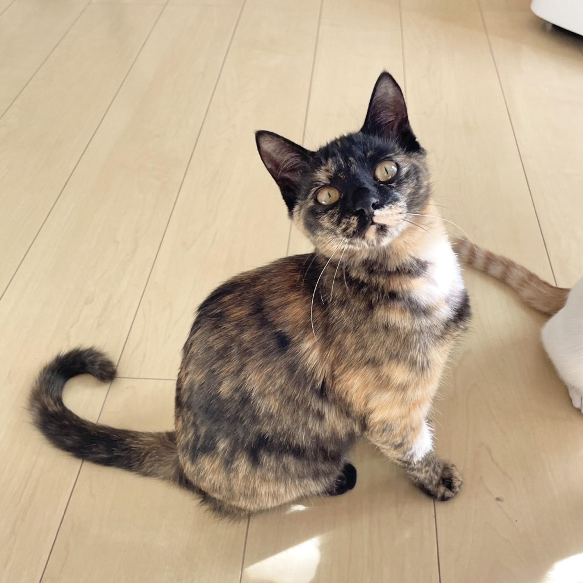 pet-image-7