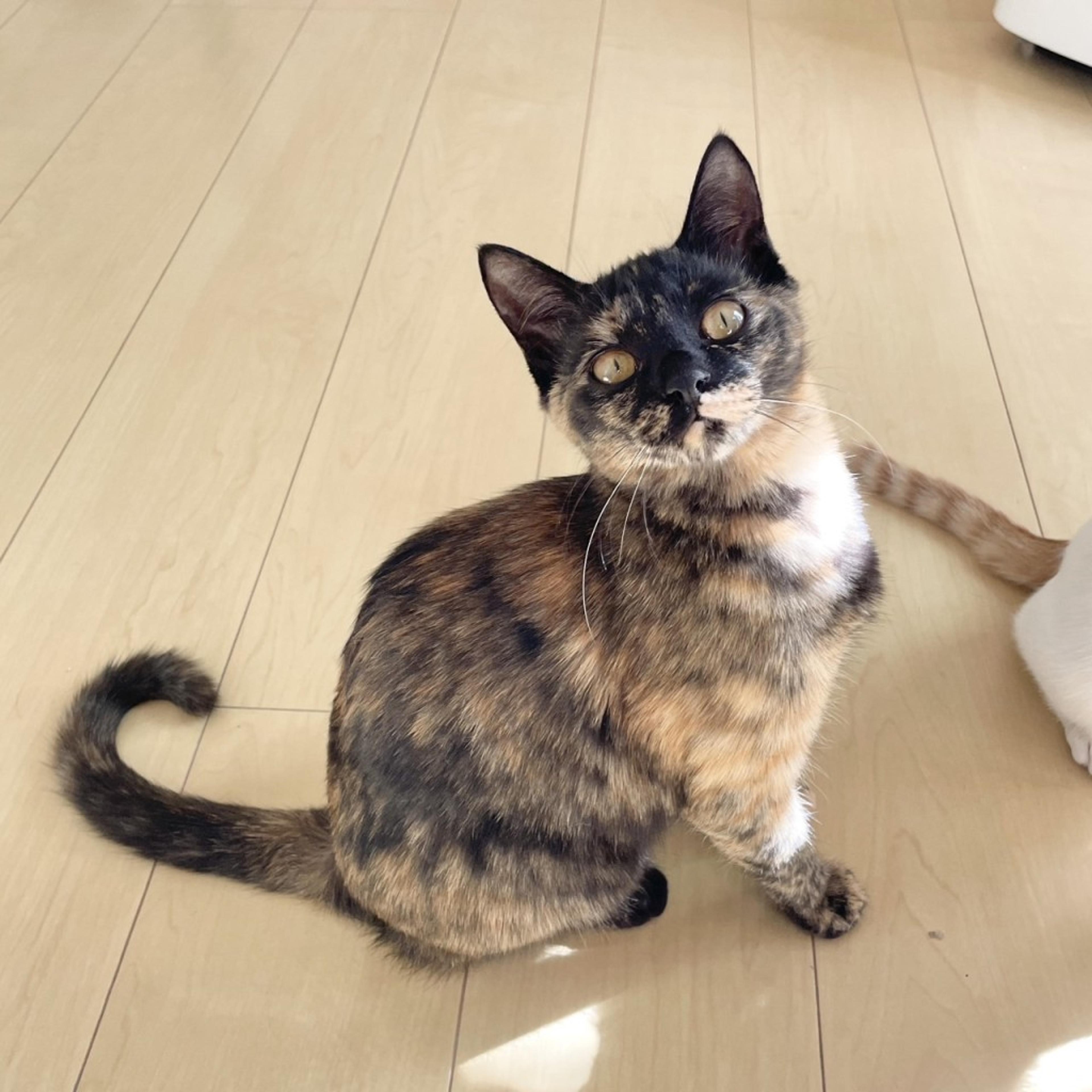pet-image-7