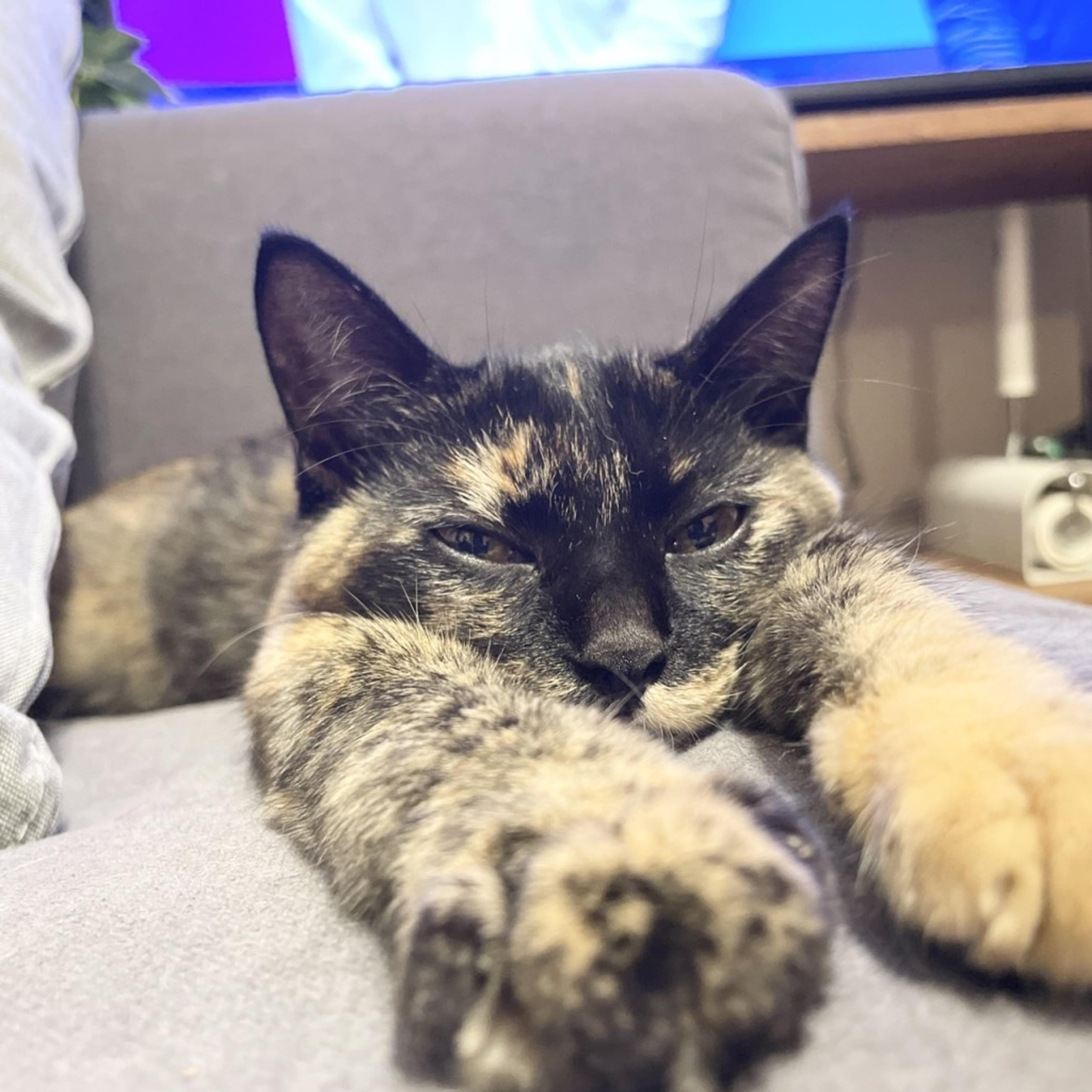 pet-image-8