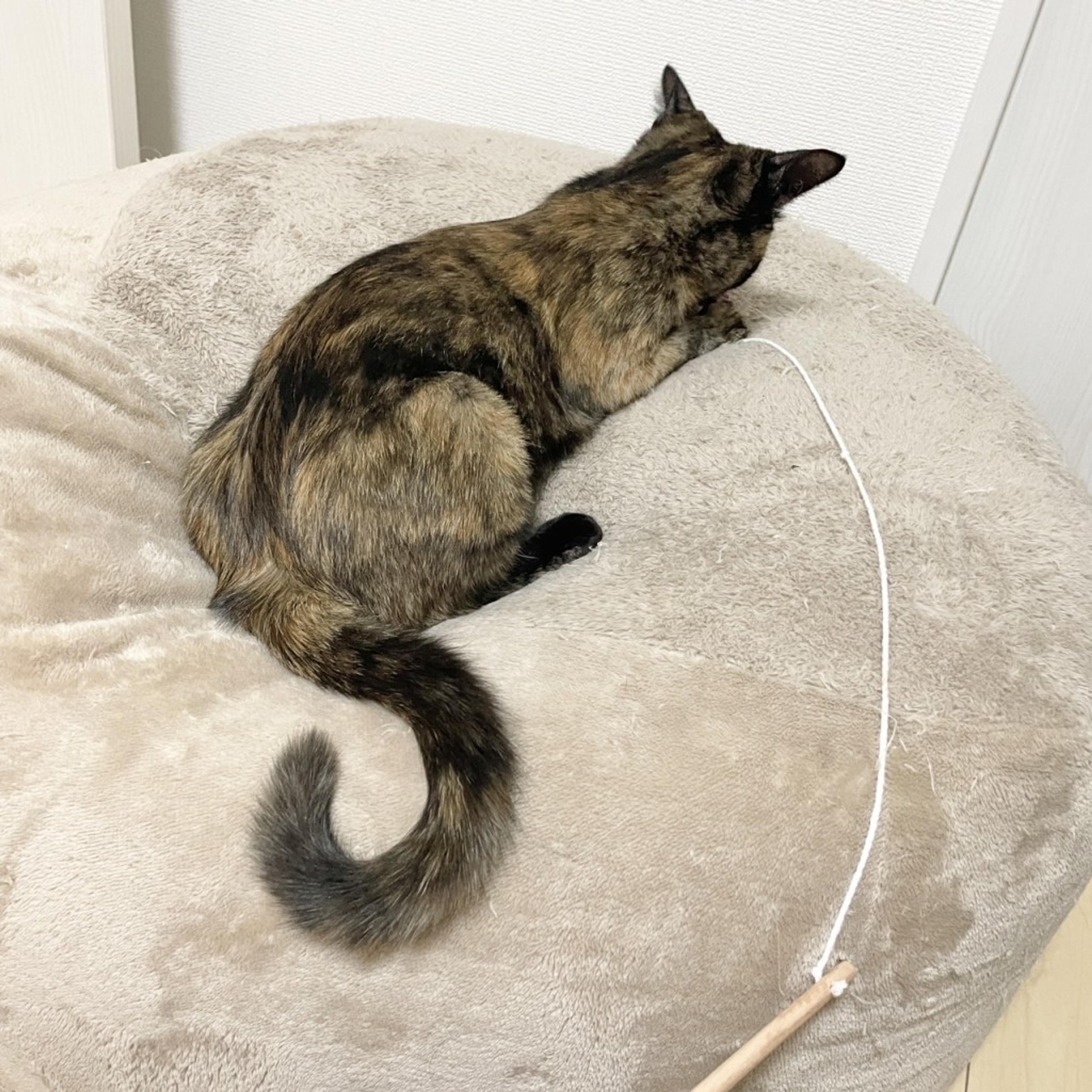 pet-image-9