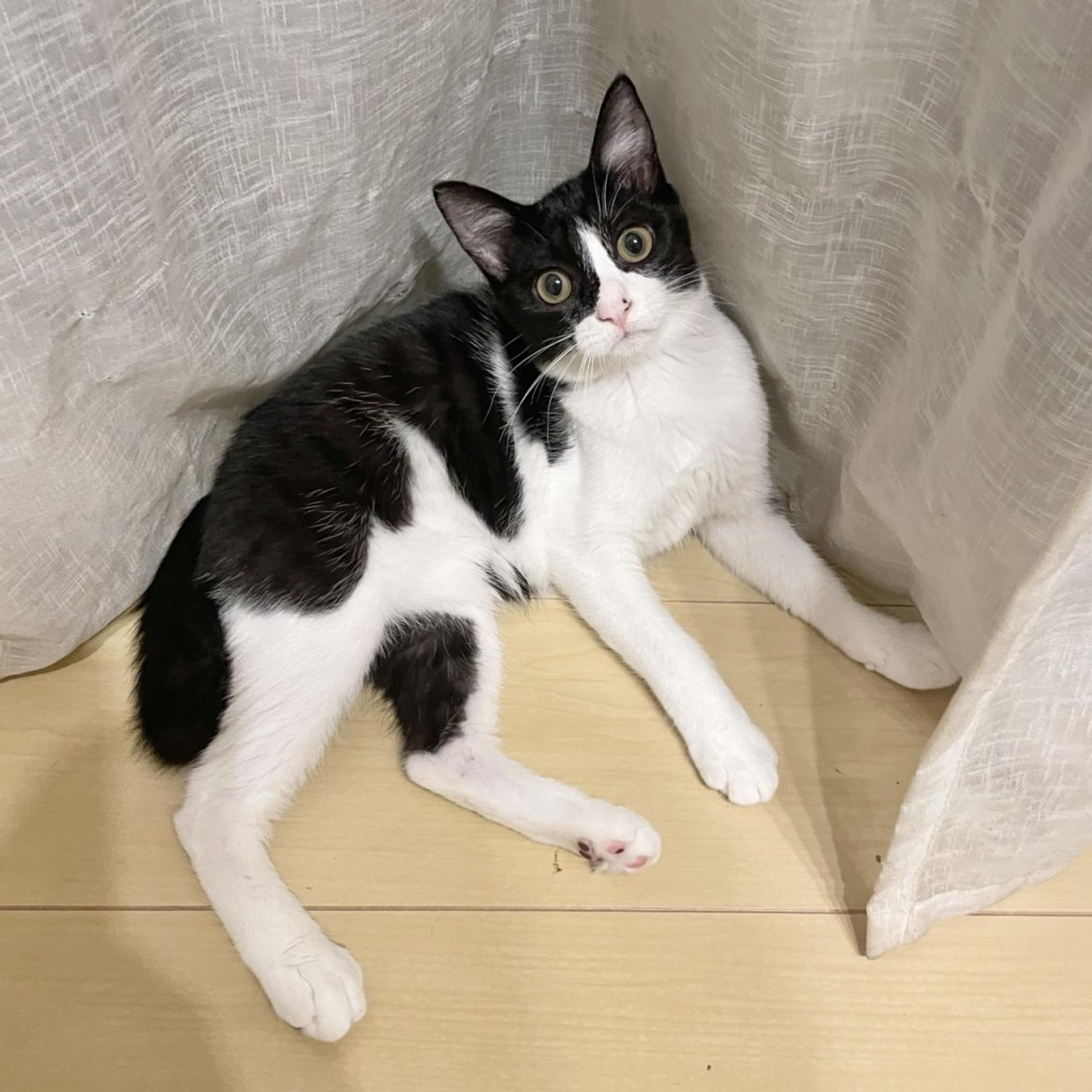 pet-image-5